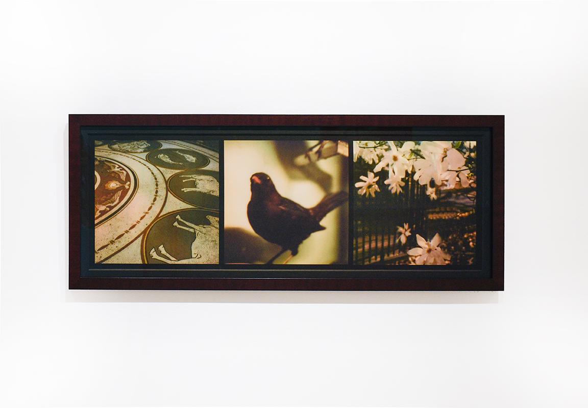 Raptors & Songbirds: Stillleben-Triptychon mit Vögeln und Blumen – Photograph von Lori Van Houten