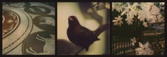 Raptors & Songbirds: Still Life Triptych Photograph of Birds & Flowers