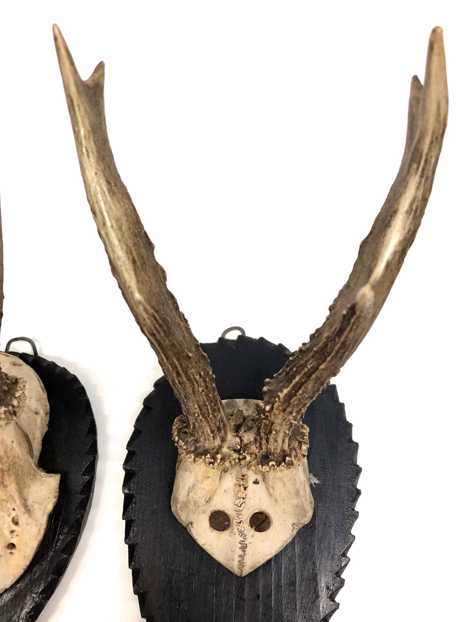 Lot of 2 Deer Antler Stag Taxidermy Trophy Antique German 1926 and 1904 In Good Condition In Nuernberg, DE