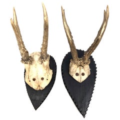 Lot of 2 Deer Antler Stag Taxidermy Trophy Antique German 1926 and 1904