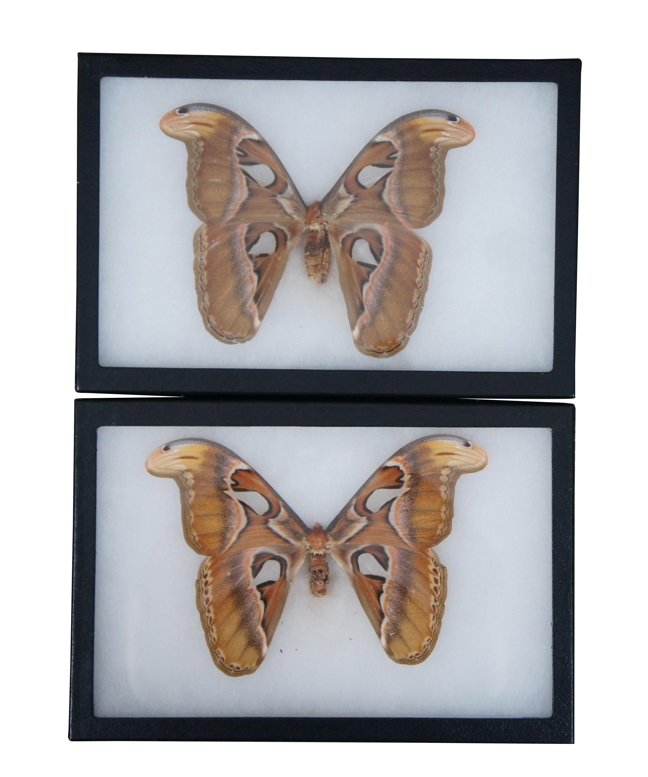 Lot of 5 Shadowbox Insect Moth Butterfly Taxidermy Specimen Display Boxes  In Good Condition In Dayton, OH