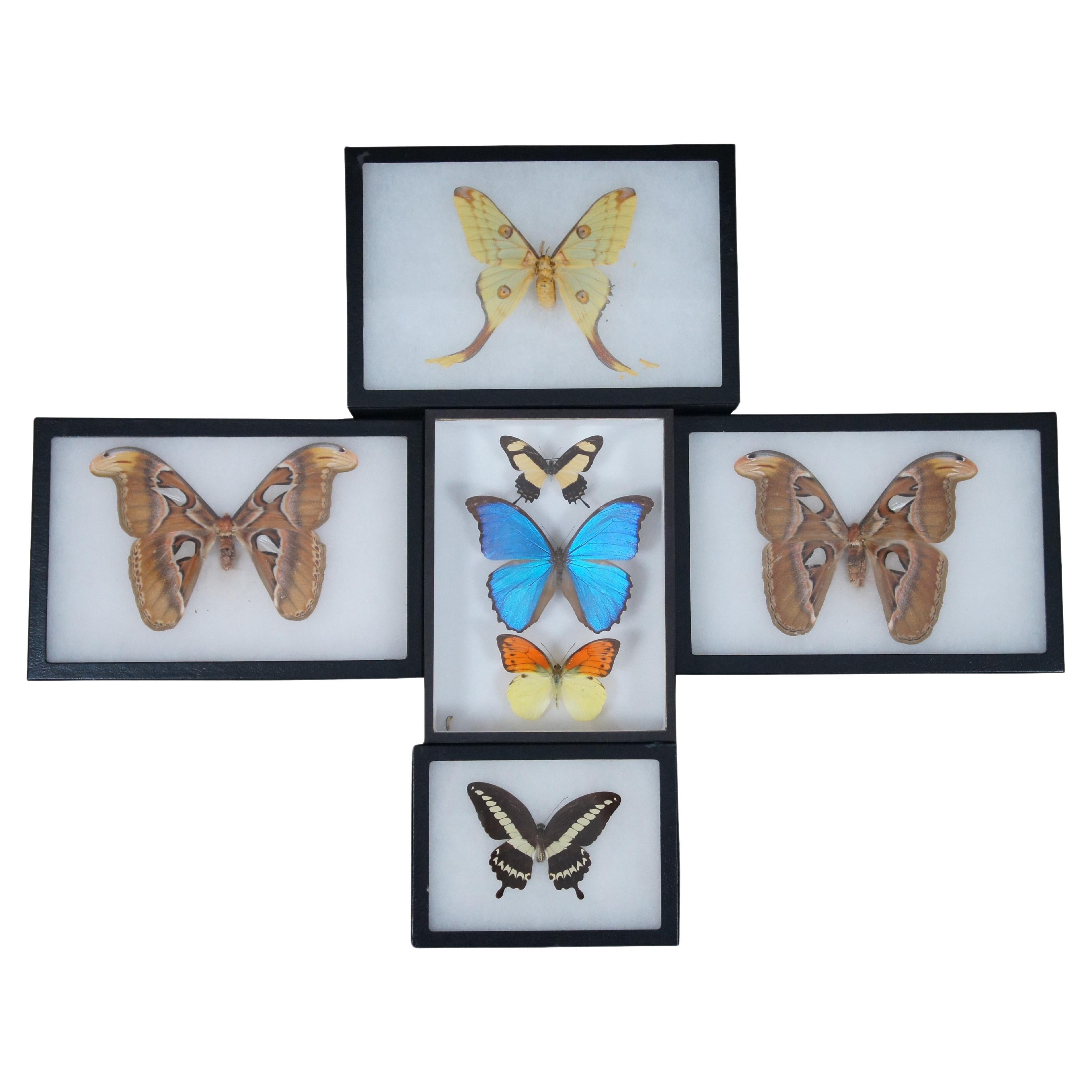 Lot of 5 Shadowbox Insect Moth Butterfly Taxidermy Specimen Display Boxes 