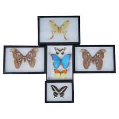 Antique Lot of 5 Shadowbox Insect Moth Butterfly Taxidermy Specimen Display Boxes 