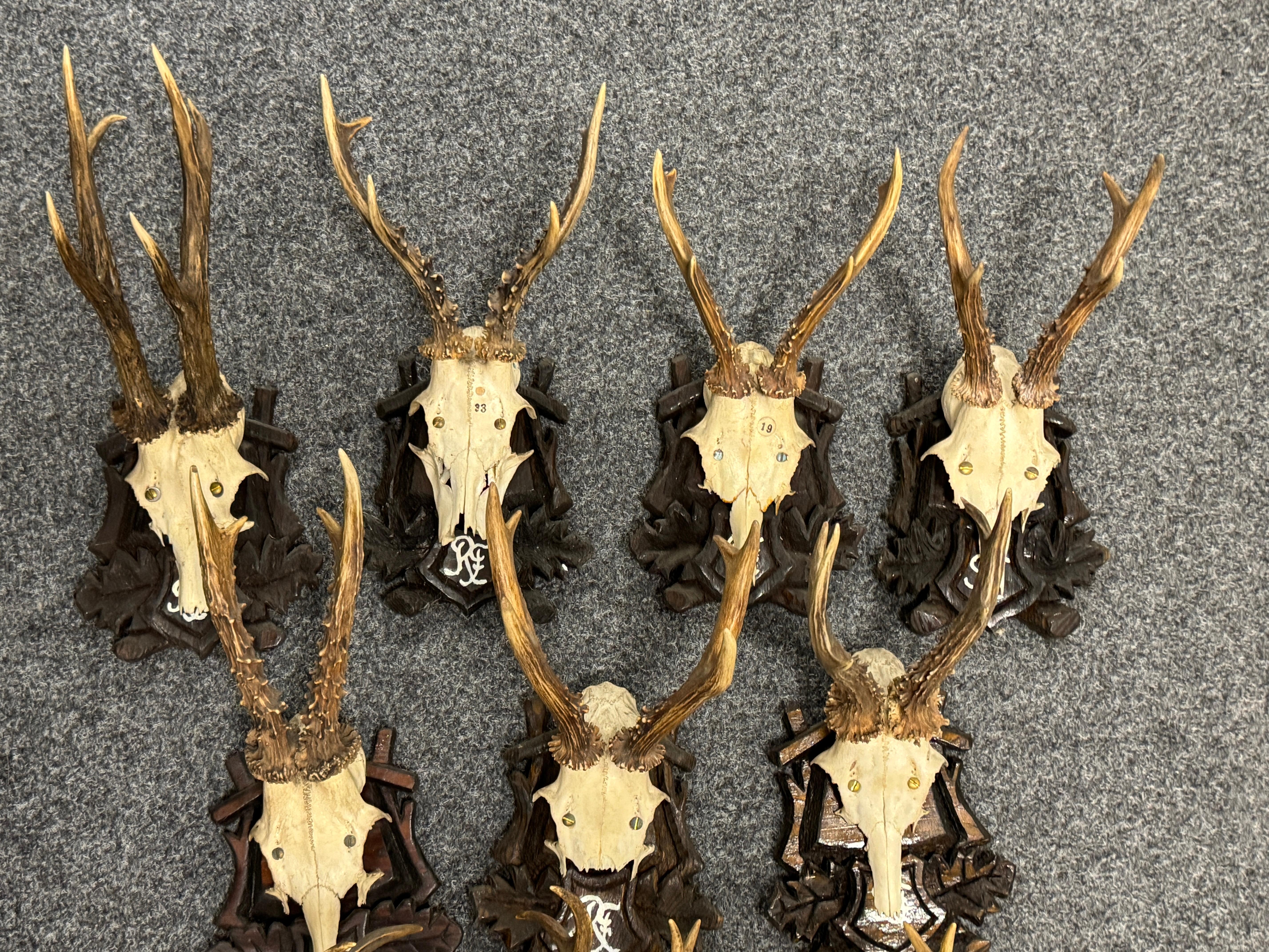 Lot of Nine Deer Antler Mount Trophy Black Forest Wood Plaque Austria Folk Art en vente 2