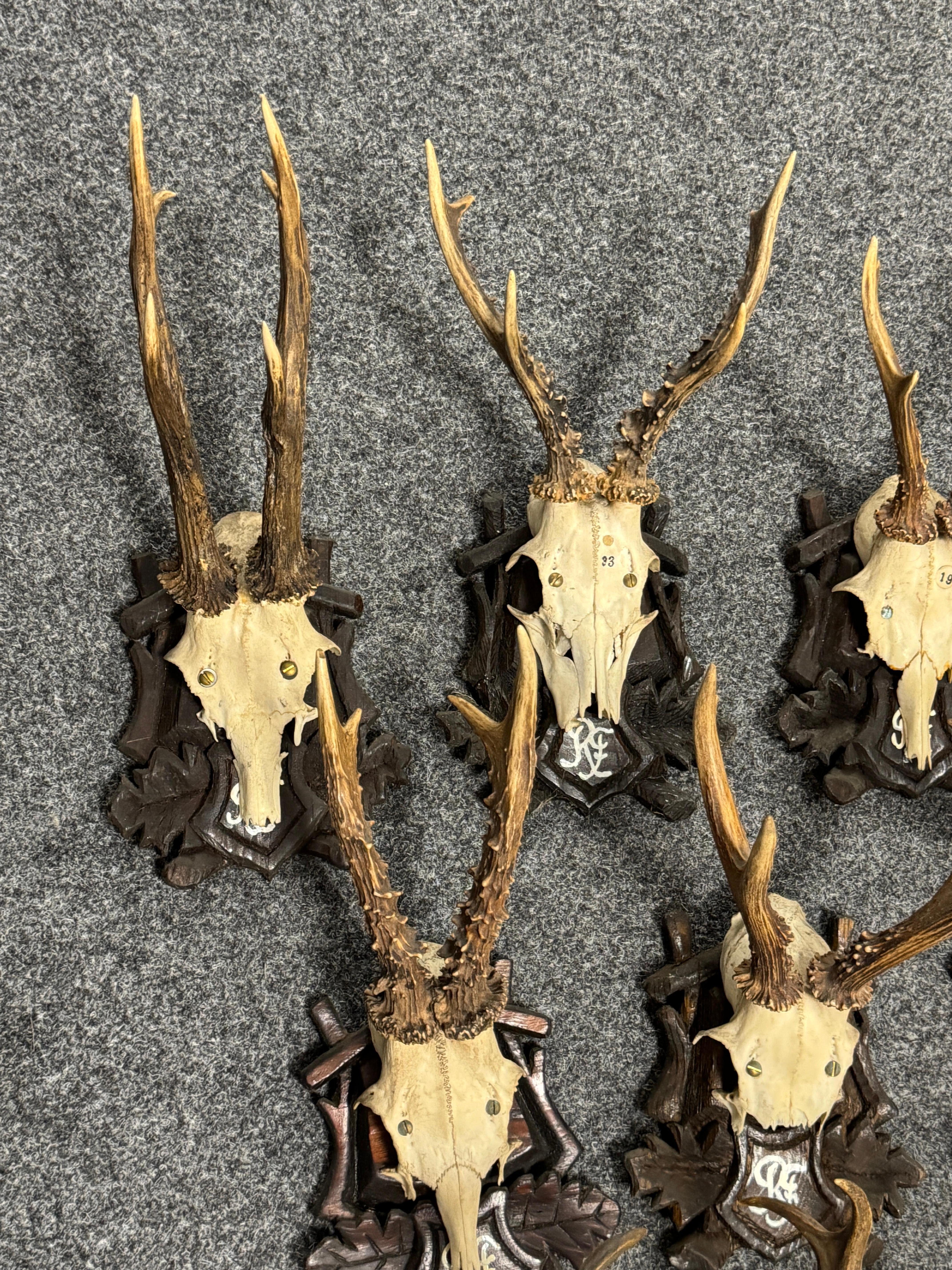 Lot of Nine Deer Antler Mount Trophy Black Forest Wood Plaque Austria Folk Art en vente 3