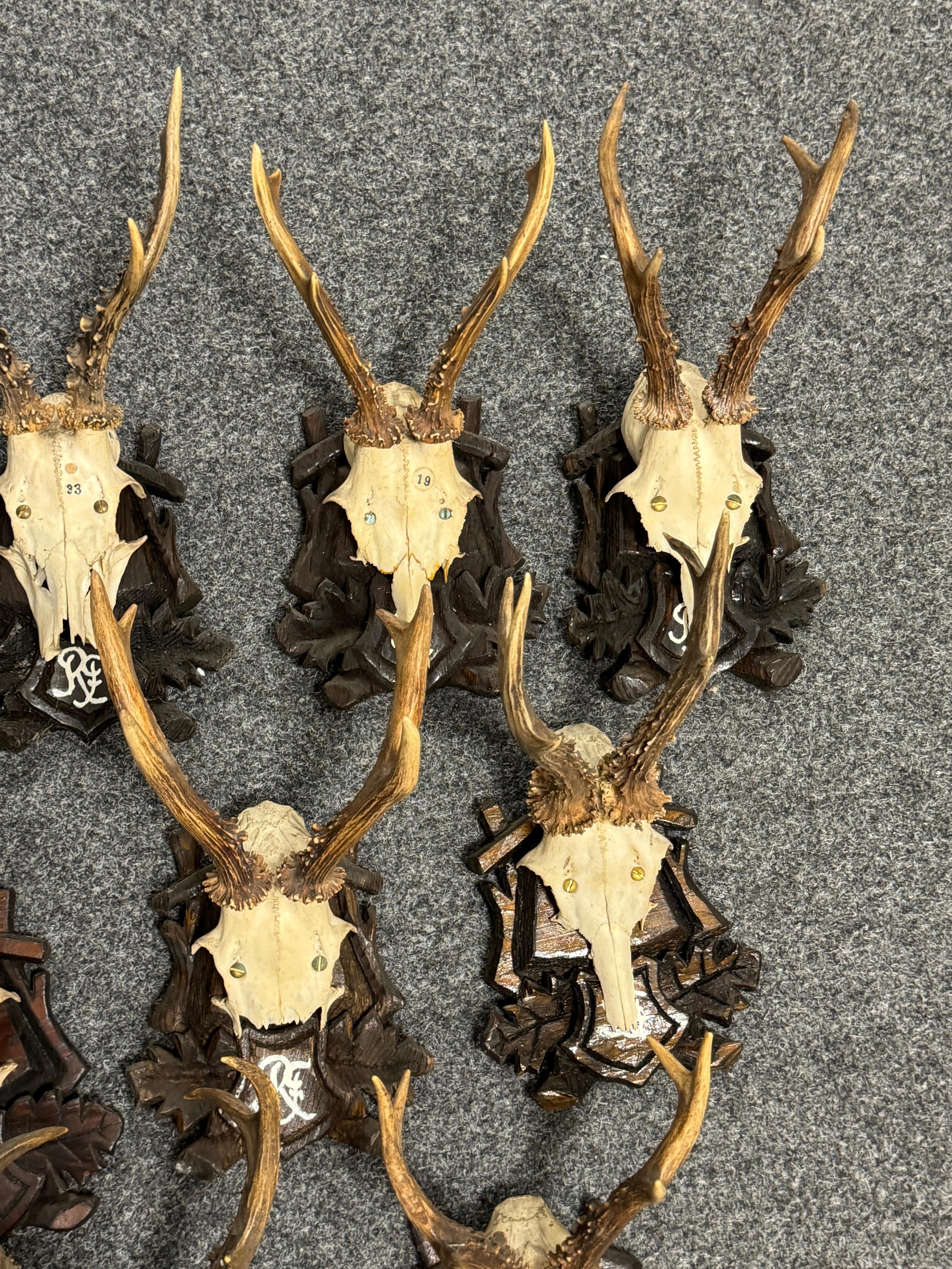 Lot of Nine Deer Antler Mount Trophy Black Forest Wood Plaque Austria Folk Art en vente 4
