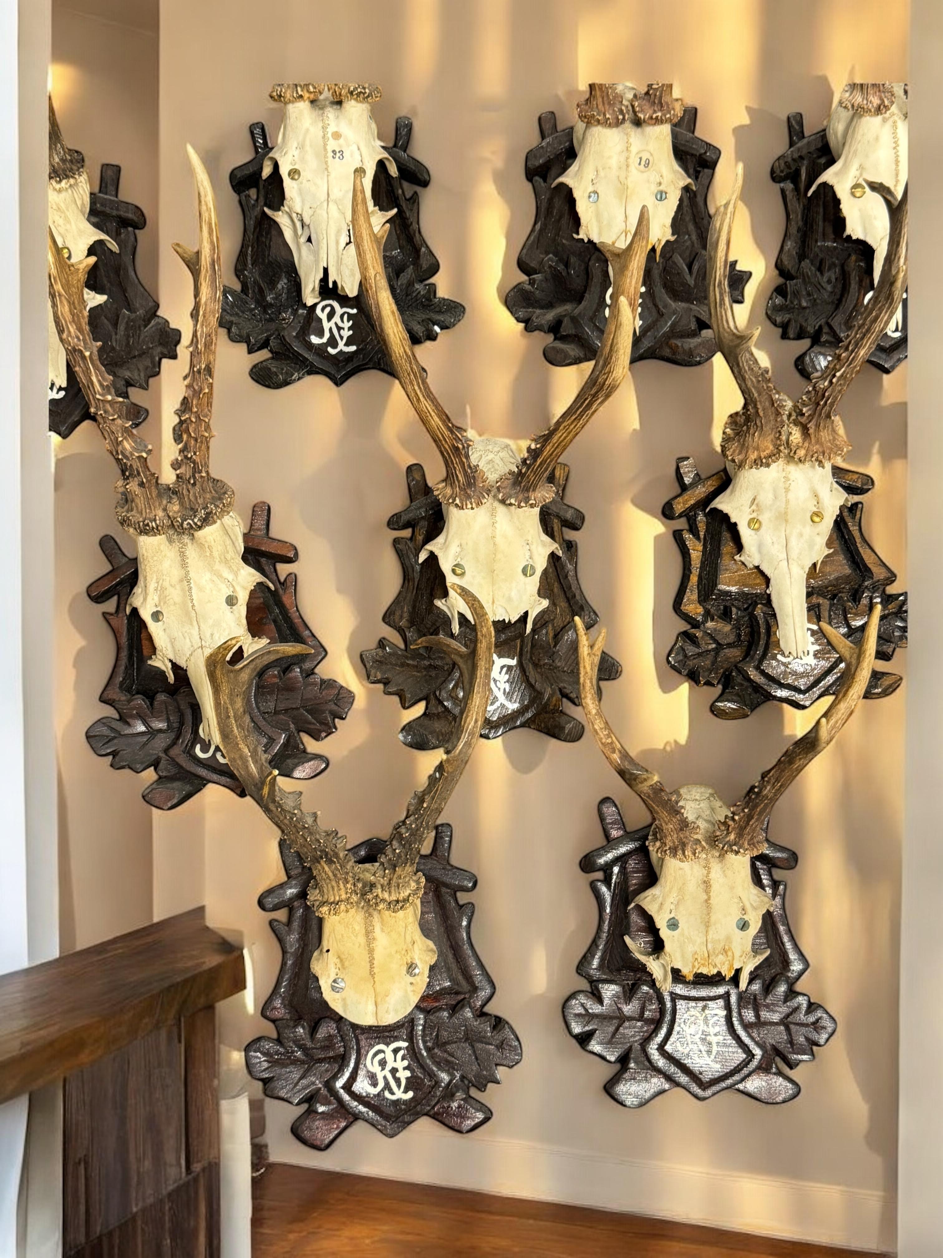 Lot of Nine Deer Antler Mount Trophy Black Forest Wood Plaque Austria Folk Art en vente 9