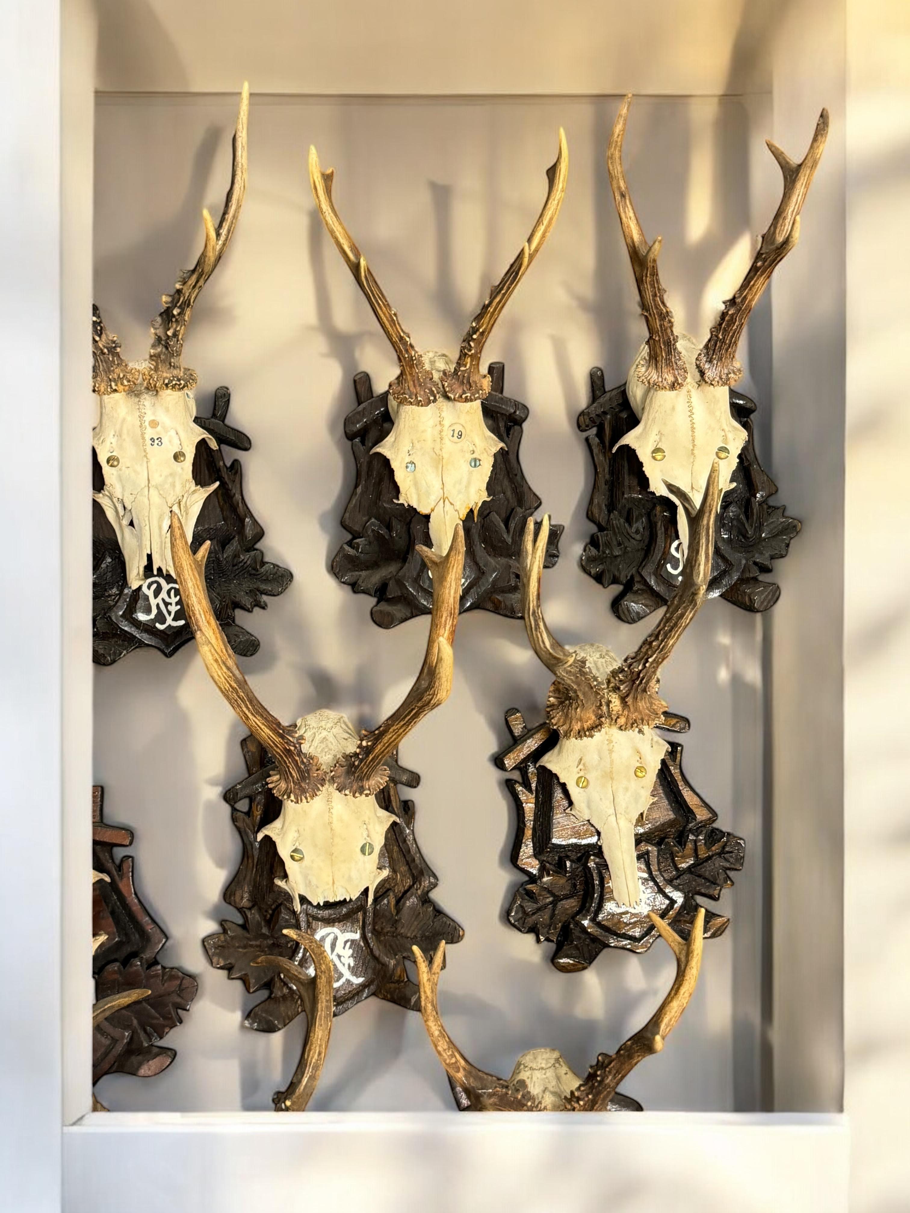 Lot of Nine Deer Antler Mount Trophy Black Forest Wood Plaque Austria Folk Art en vente 10