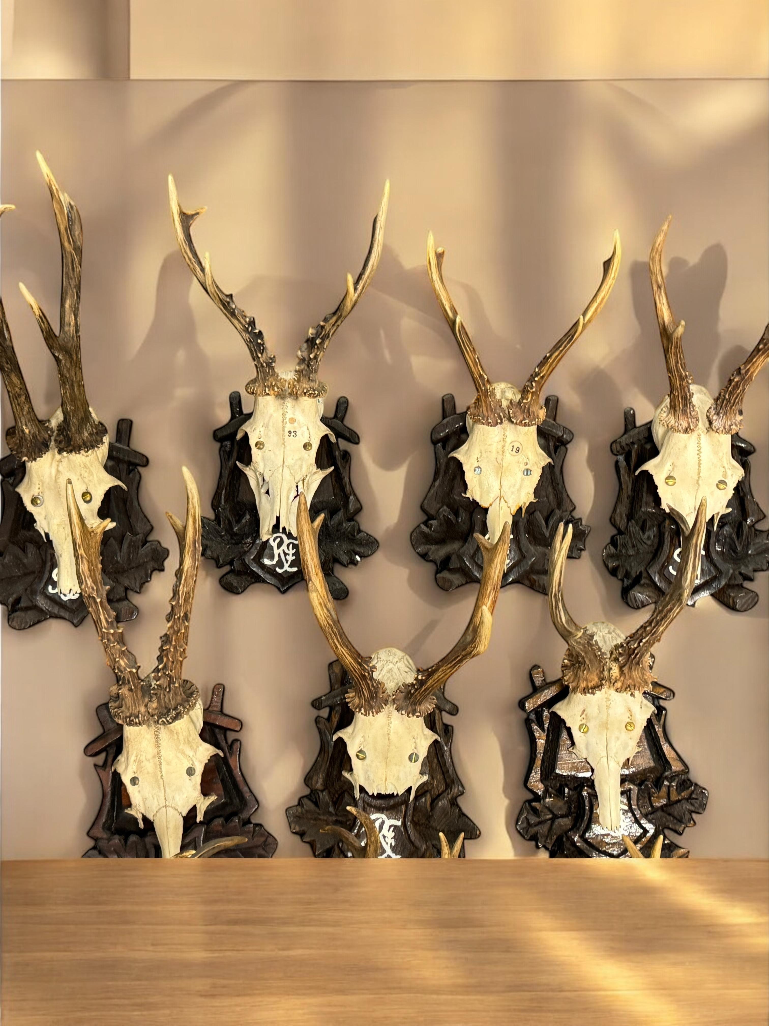 Lot of Nine Deer Antler Mount Trophy Black Forest Wood Plaque Austria Folk Art en vente 12