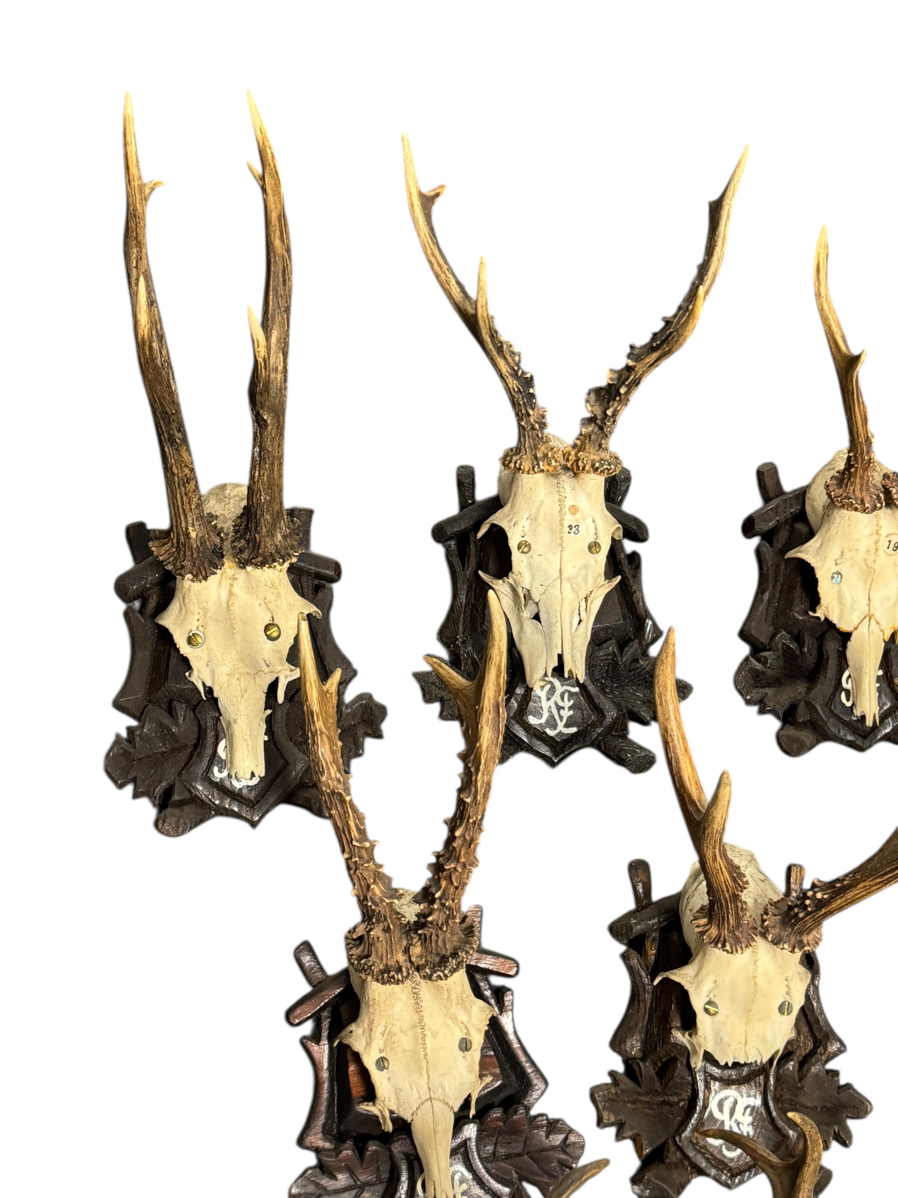 Autrichien Lot of Nine Deer Antler Mount Trophy Black Forest Wood Plaque Austria Folk Art en vente