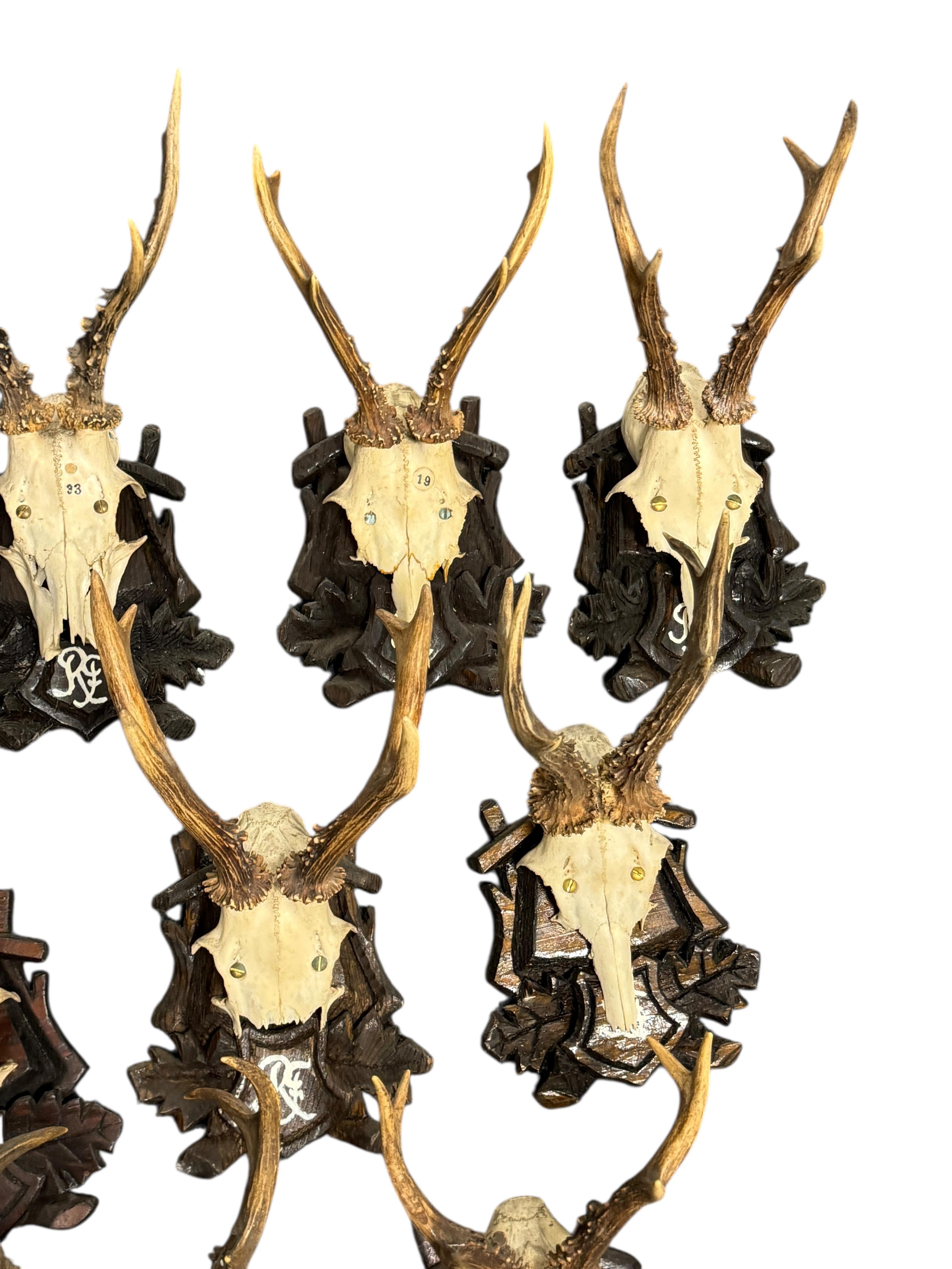 20ième siècle Lot of Nine Deer Antler Mount Trophy Black Forest Wood Plaque Austria Folk Art en vente