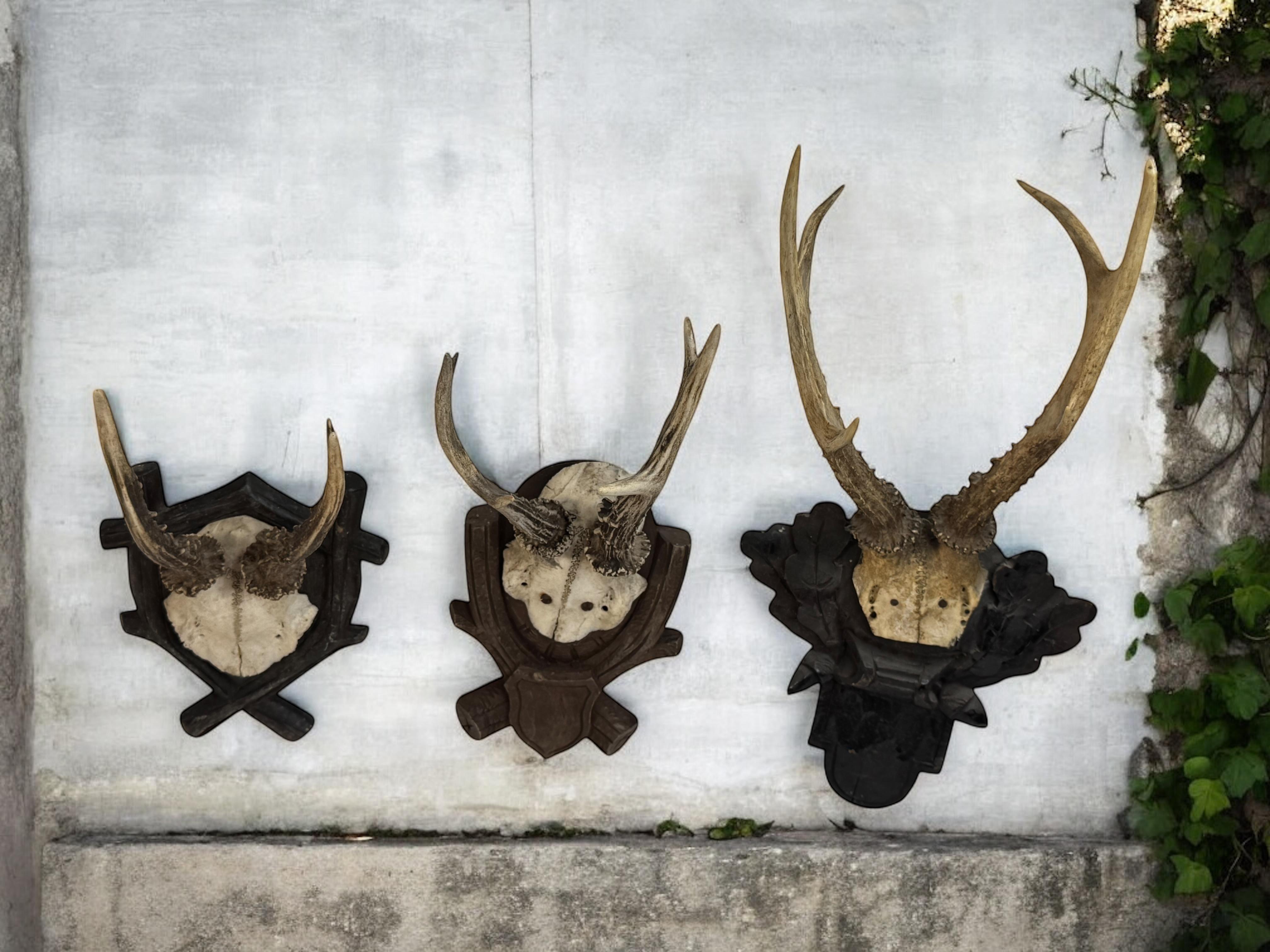 Lot of three Deer Antler Mount Trophy Black Forest Wood Plaque Austria Folk Art en vente 2
