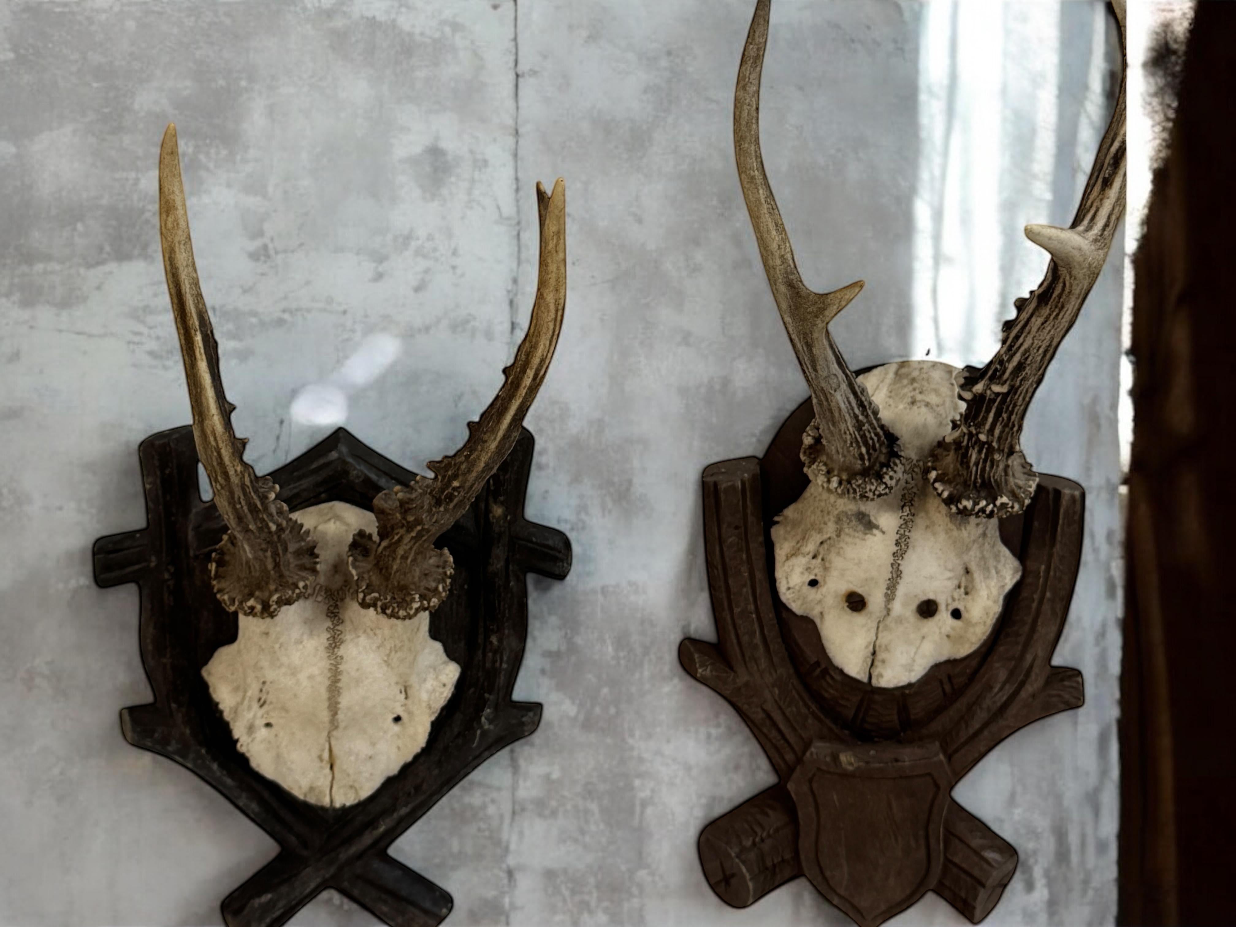 Lot of three Deer Antler Mount Trophy Black Forest Wood Plaque Austria Folk Art en vente 3
