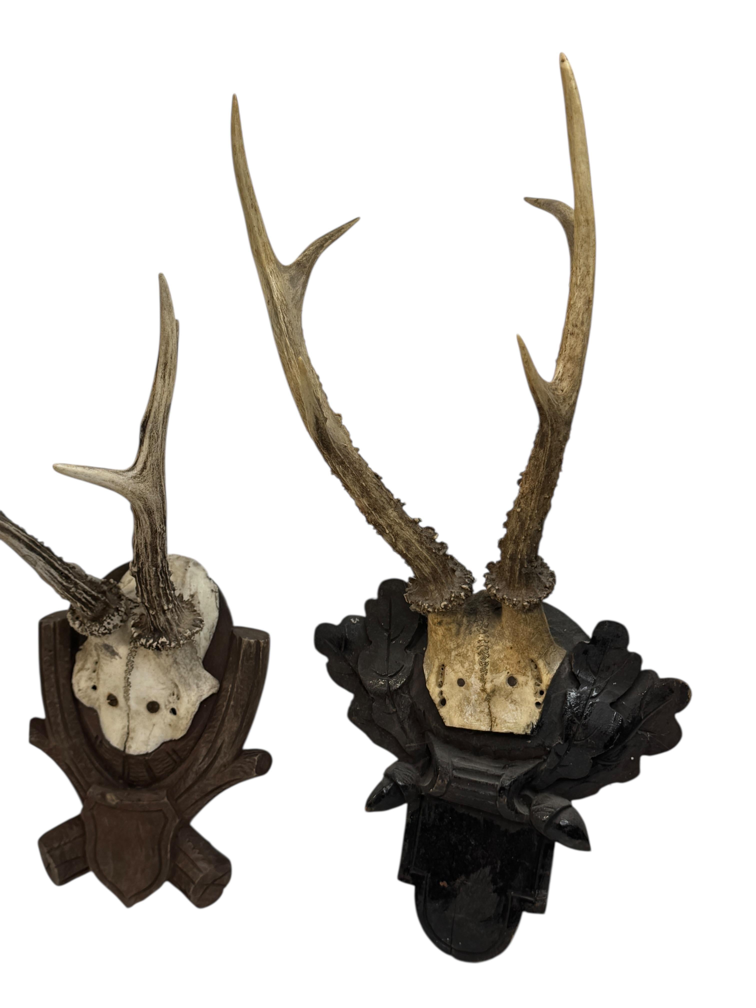 A set of 3 vintage deer antler trophies on hand carved, Black Forest wooden plaques. Most of them are dated on the backside, it tells they are from the 1920s or older. Measurement's given in dimensions section refers to the tallest item. A nice