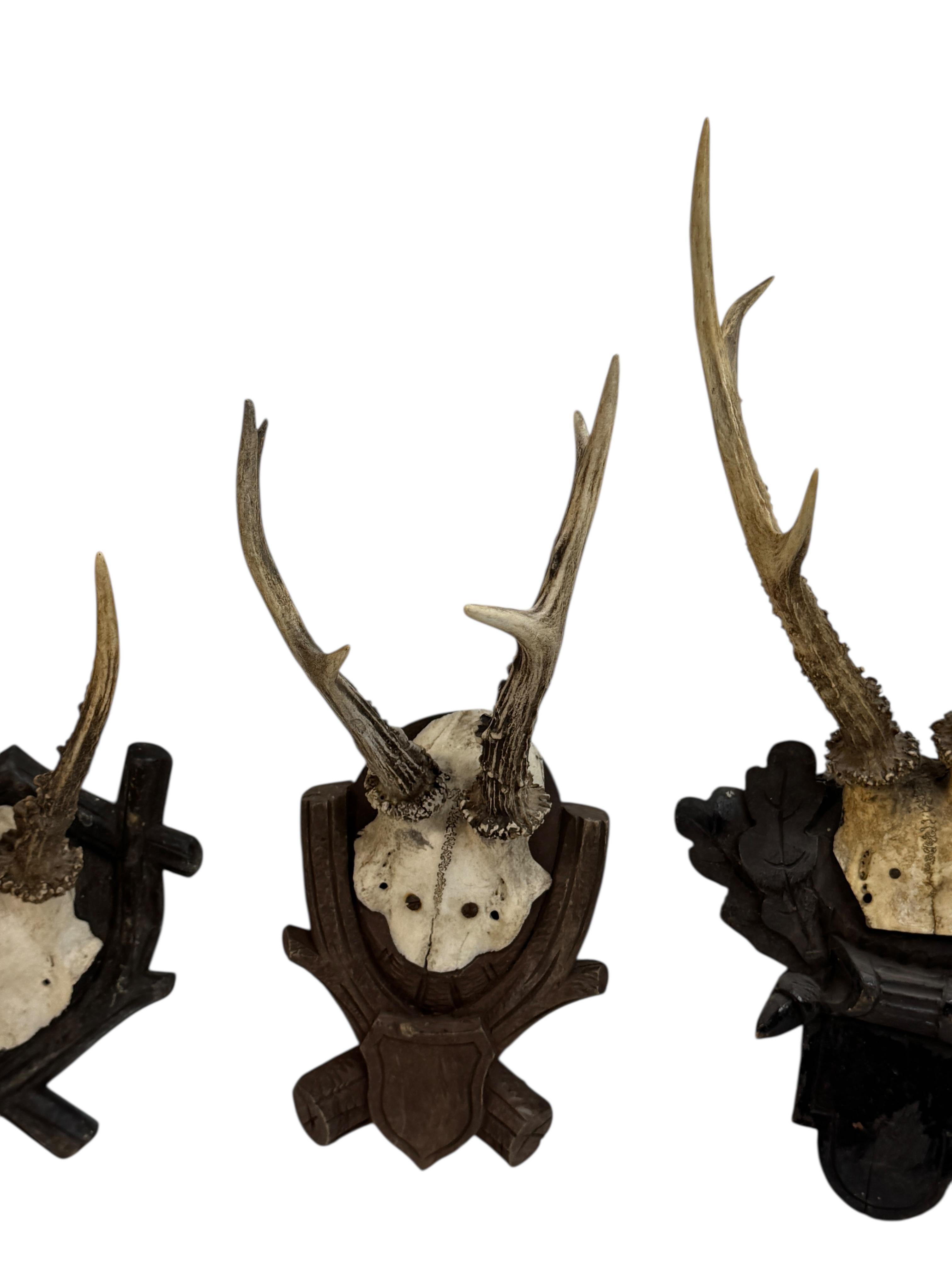 Artisanat Lot of three Deer Antler Mount Trophy Black Forest Wood Plaque Austria Folk Art en vente