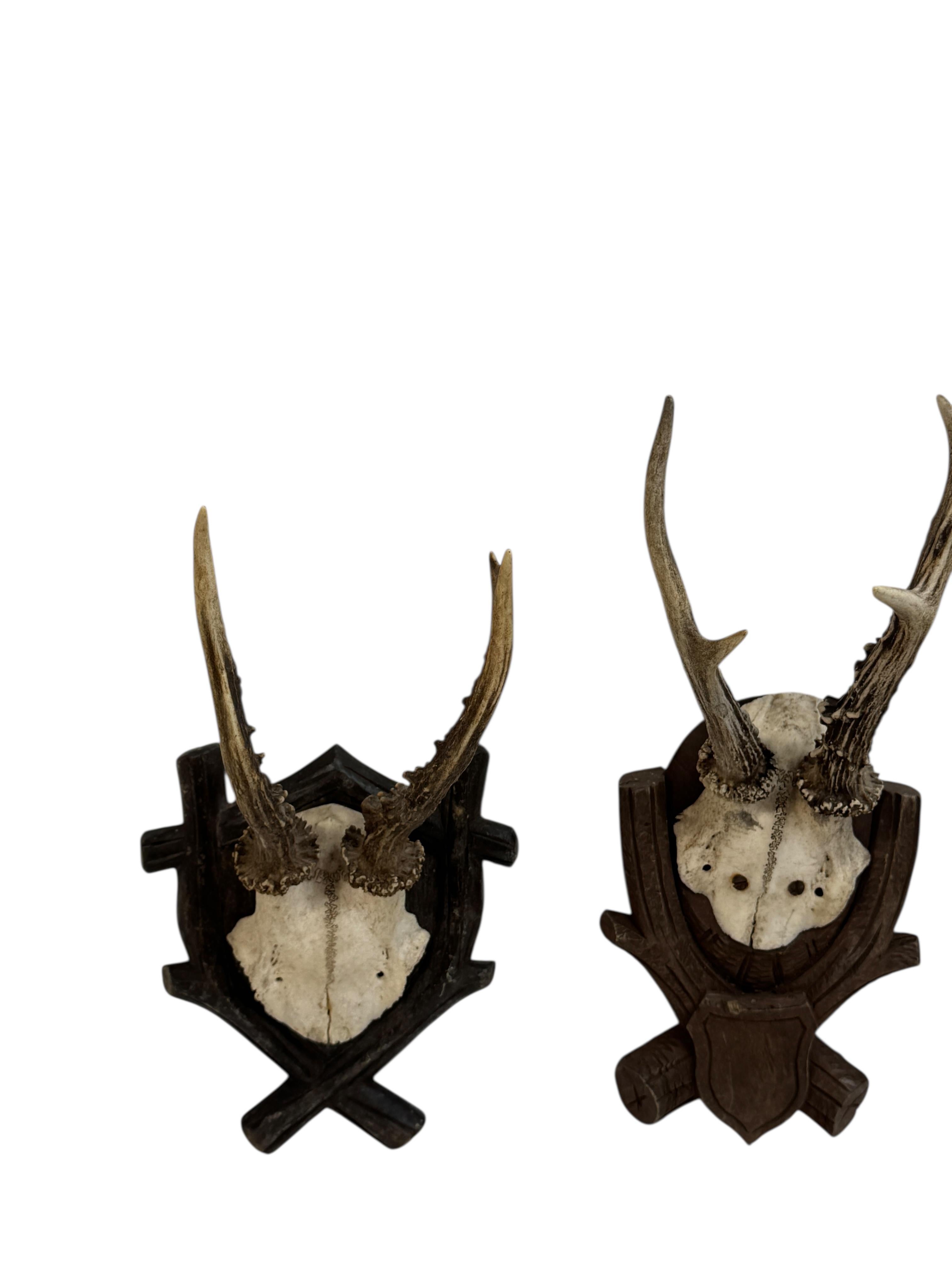 Autrichien Lot of three Deer Antler Mount Trophy Black Forest Wood Plaque Austria Folk Art en vente