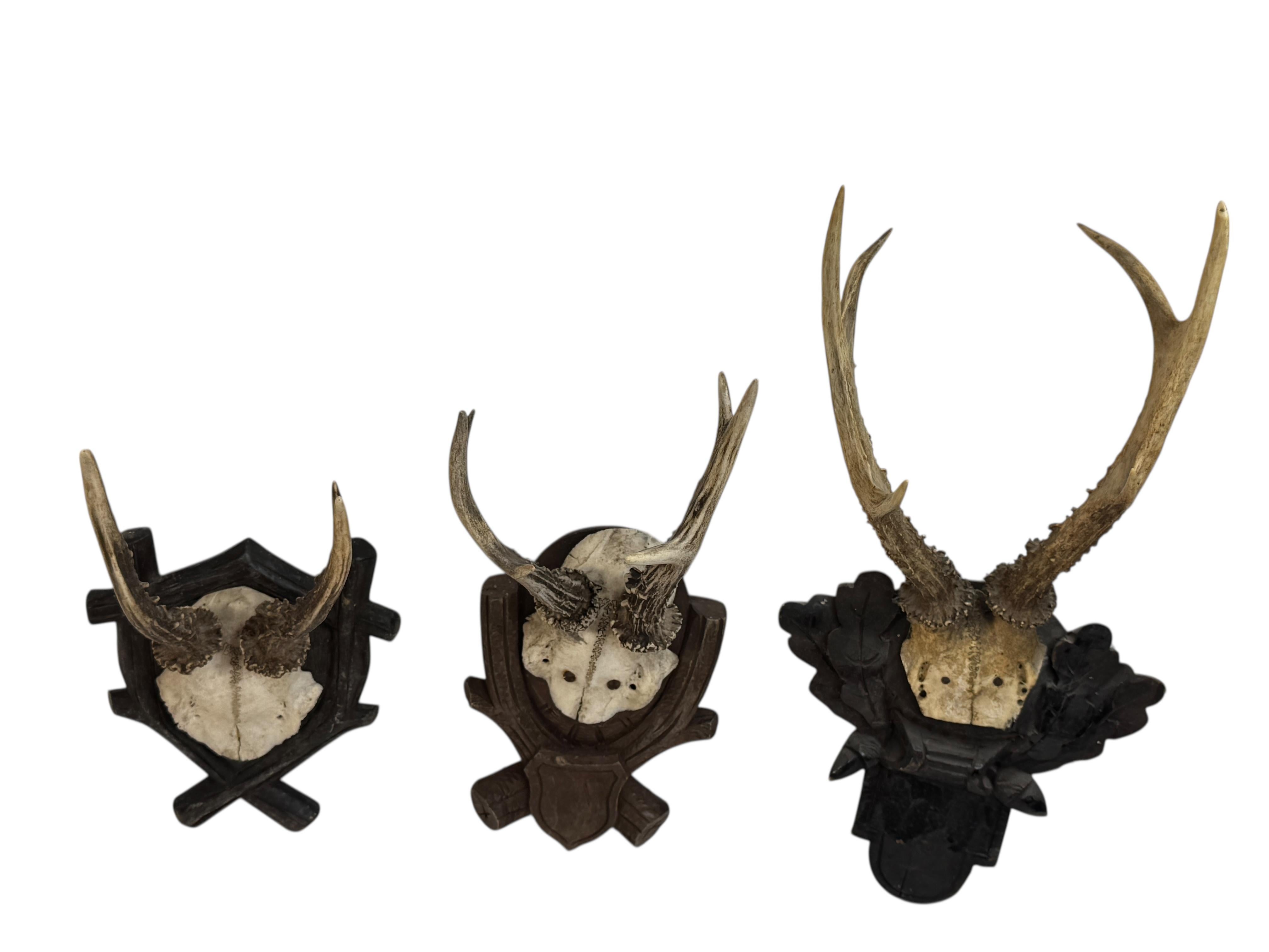Sculpté à la main Lot of three Deer Antler Mount Trophy Black Forest Wood Plaque Austria Folk Art en vente