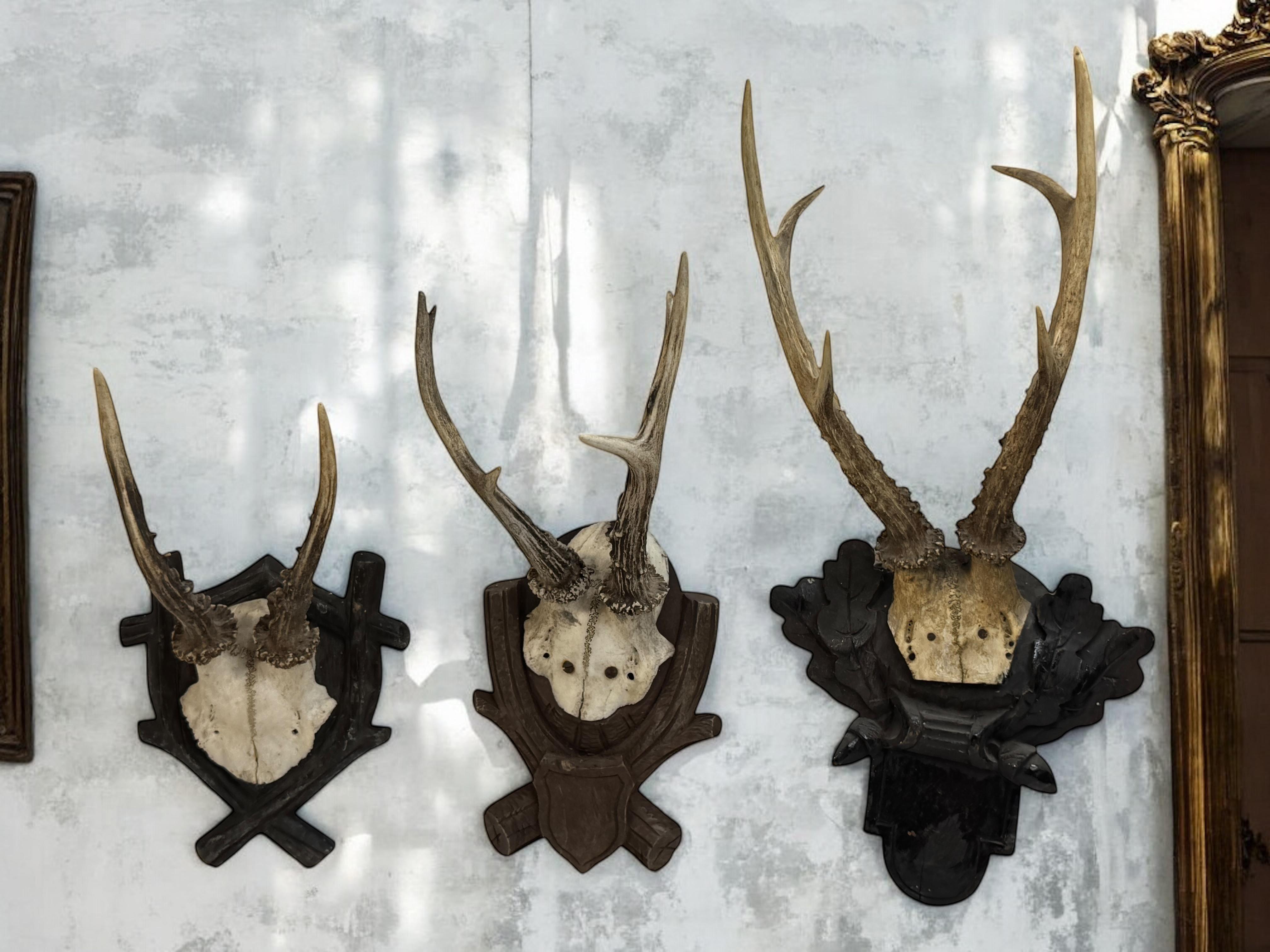 Début du 20ème siècle Lot of three Deer Antler Mount Trophy Black Forest Wood Plaque Austria Folk Art en vente