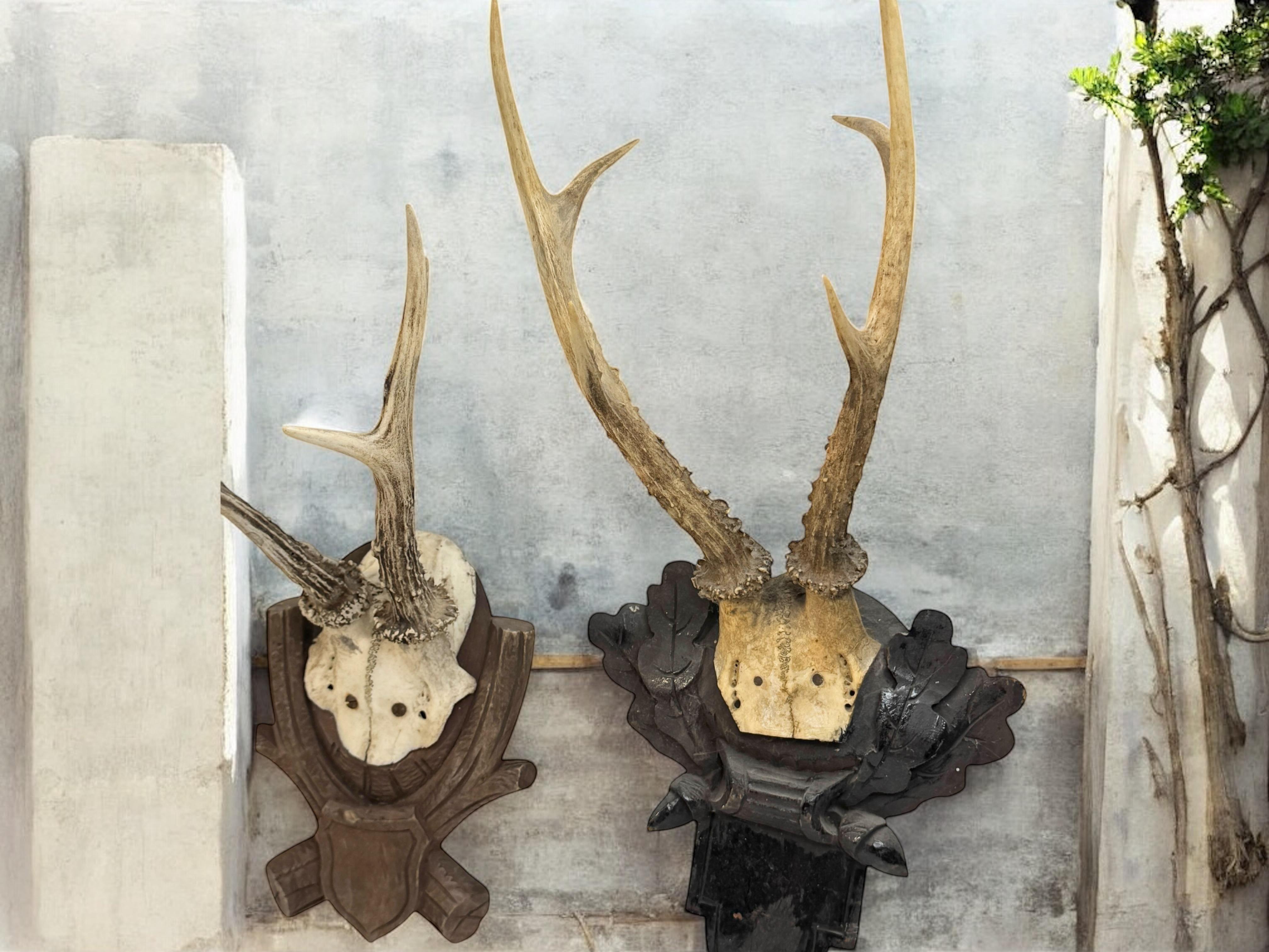 Bois cerf Lot of three Deer Antler Mount Trophy Black Forest Wood Plaque Austria Folk Art en vente