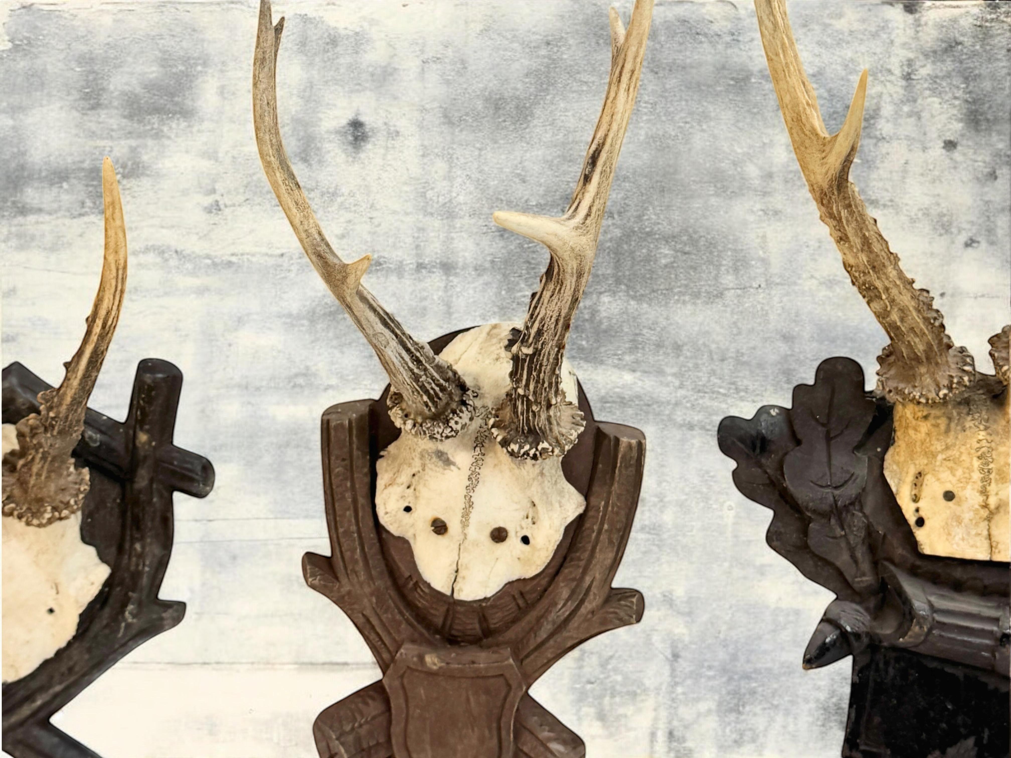 Lot of three Deer Antler Mount Trophy Black Forest Wood Plaque Austria Folk Art en vente 1