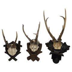 Lot of three Deer Antler Mount Trophy Black Forest Wood Plaque Austria Folk Art