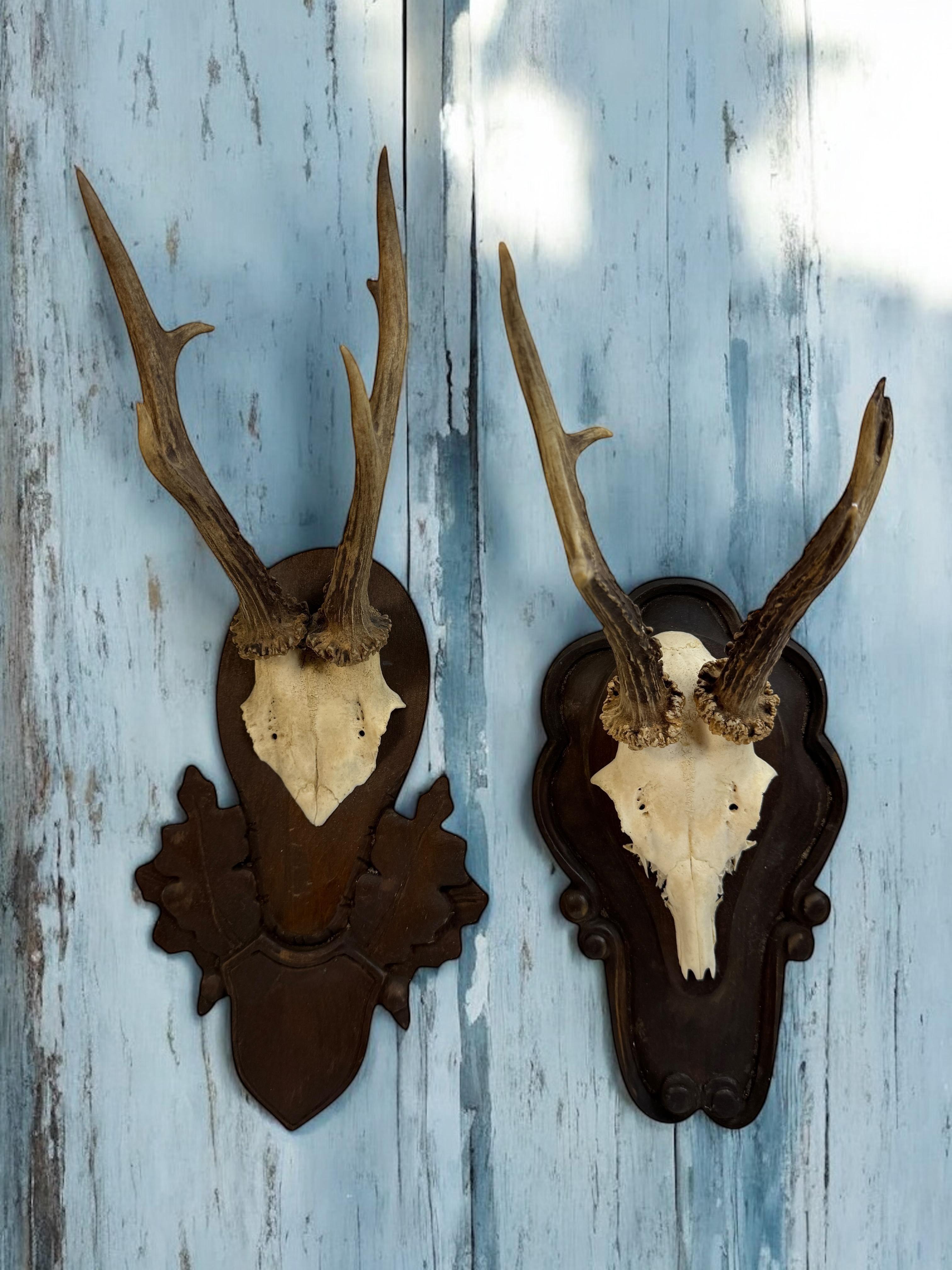 Lot of two Deer Antler Mount Trophy Black Forest Wood Plaque Austria Folk Art en vente 2