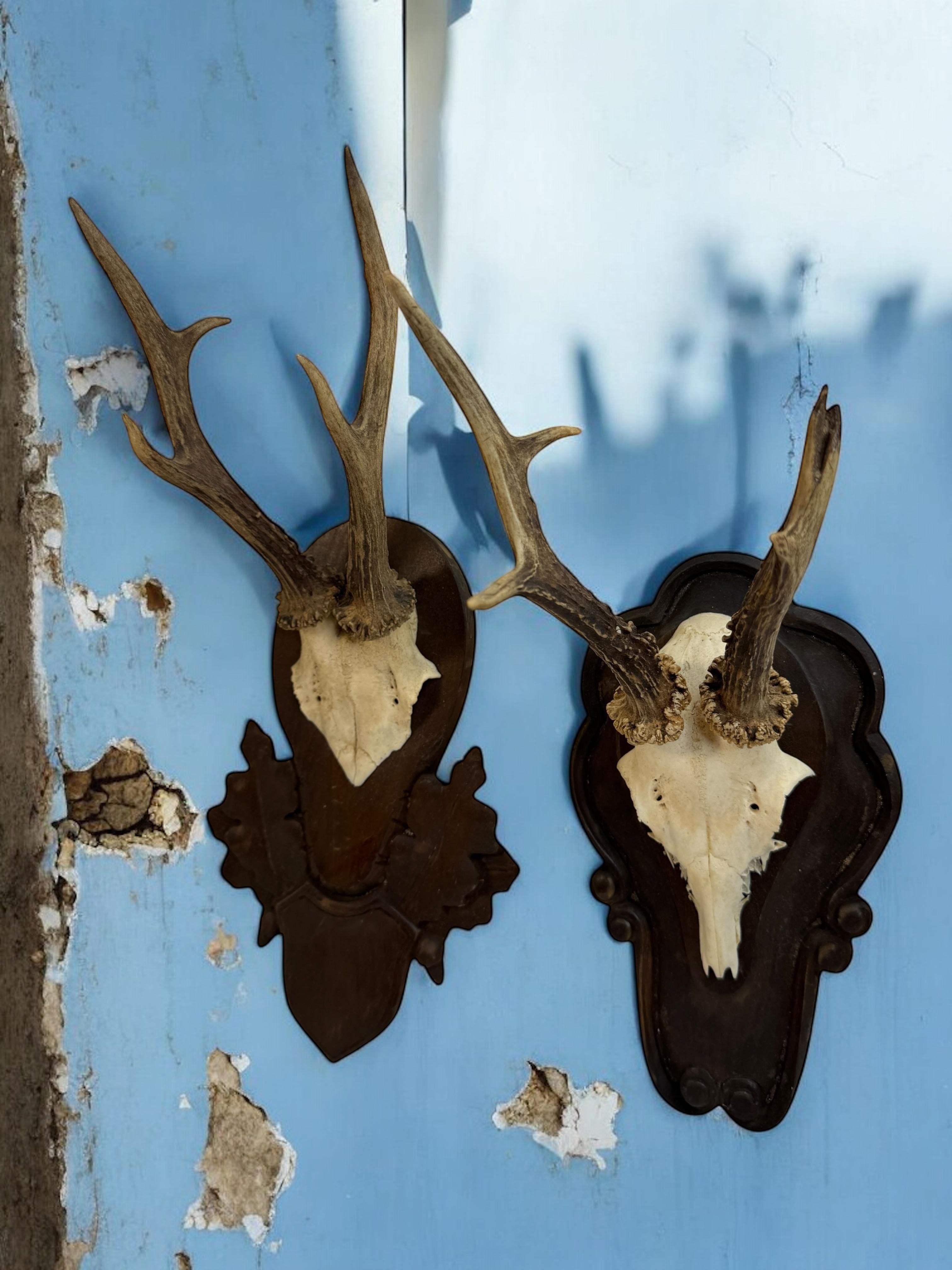 Lot of two Deer Antler Mount Trophy Black Forest Wood Plaque Austria Folk Art en vente 3