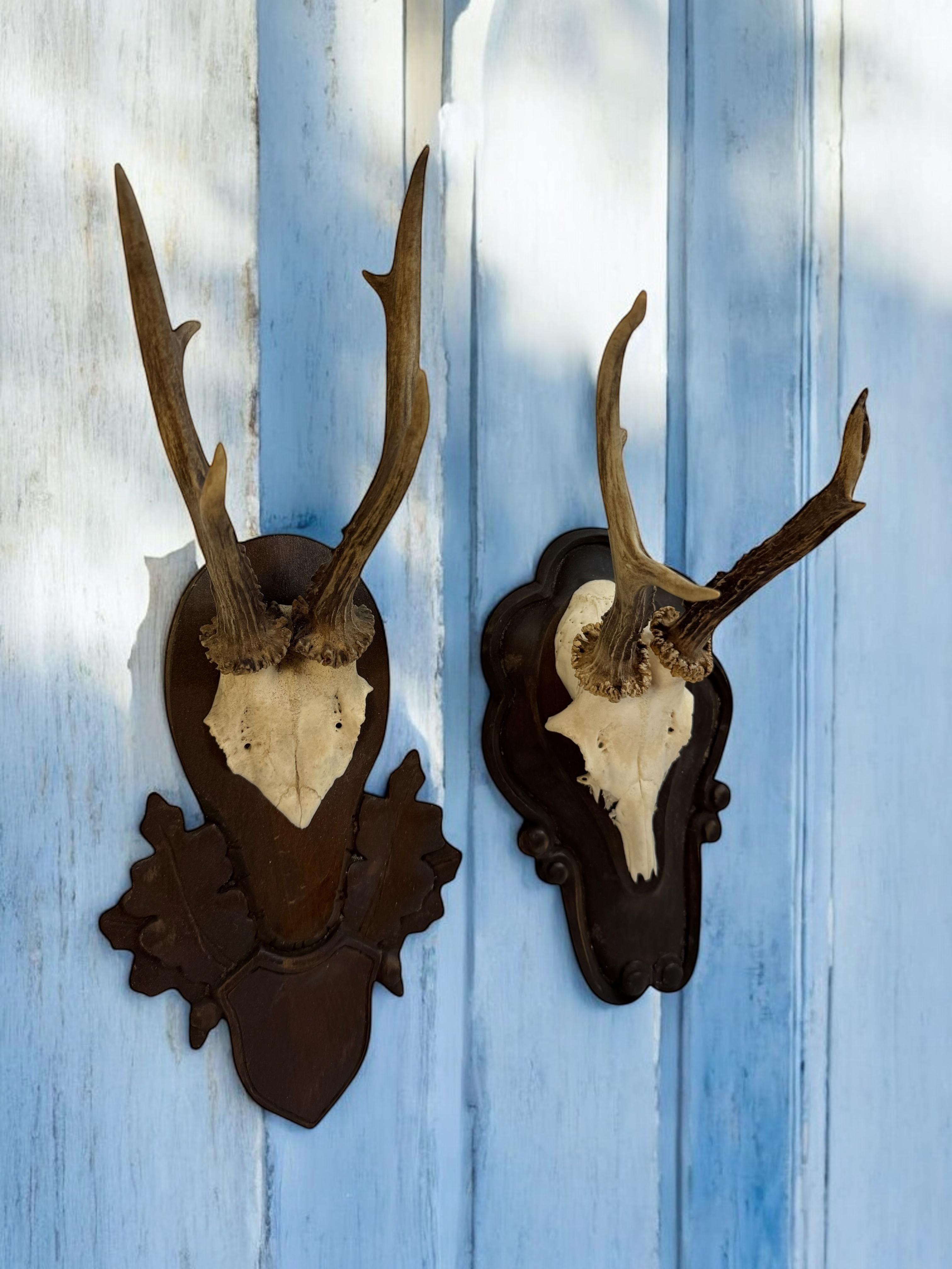 Lot of two Deer Antler Mount Trophy Black Forest Wood Plaque Austria Folk Art en vente 4