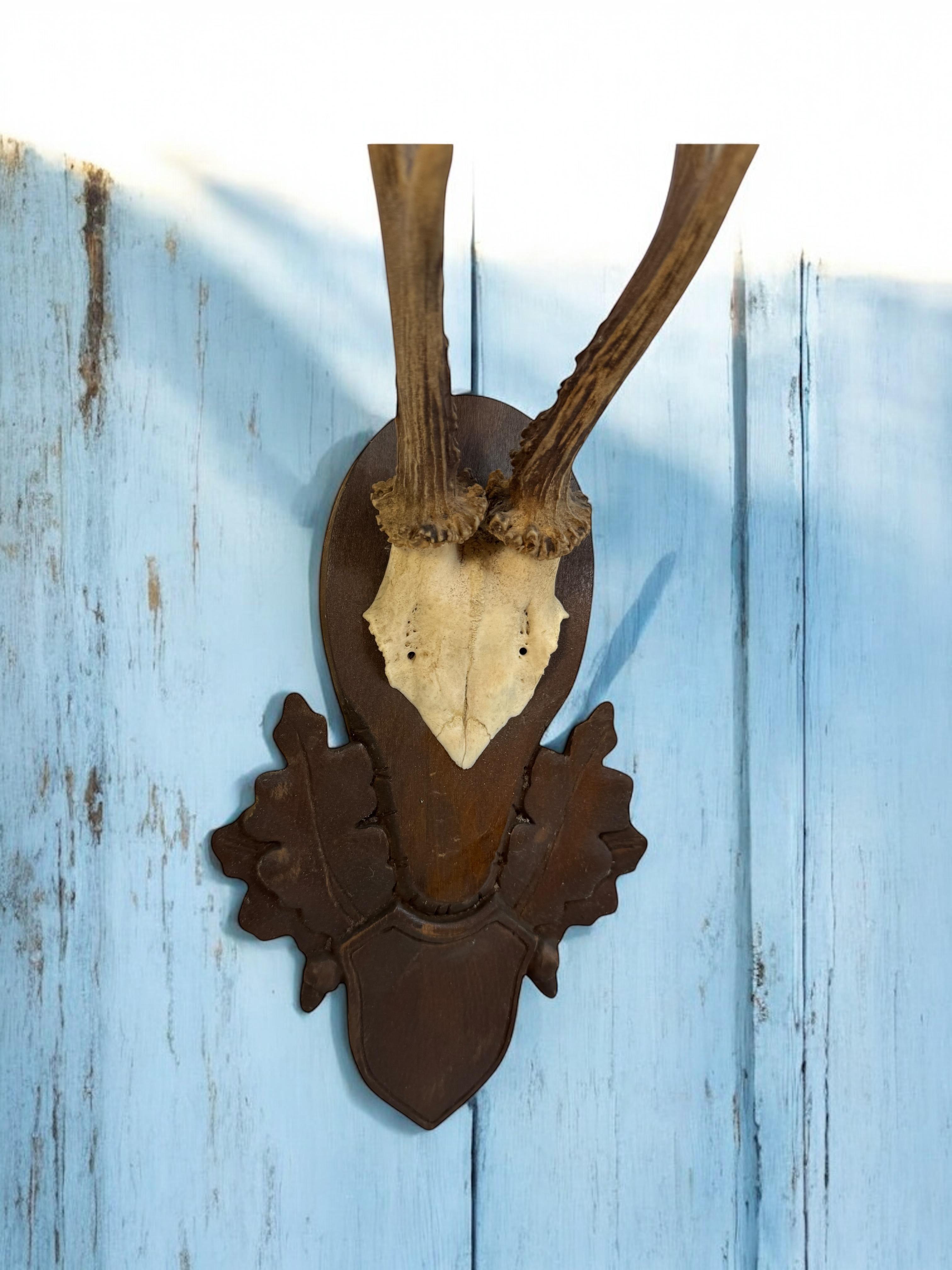 Lot of two Deer Antler Mount Trophy Black Forest Wood Plaque Austria Folk Art en vente 5
