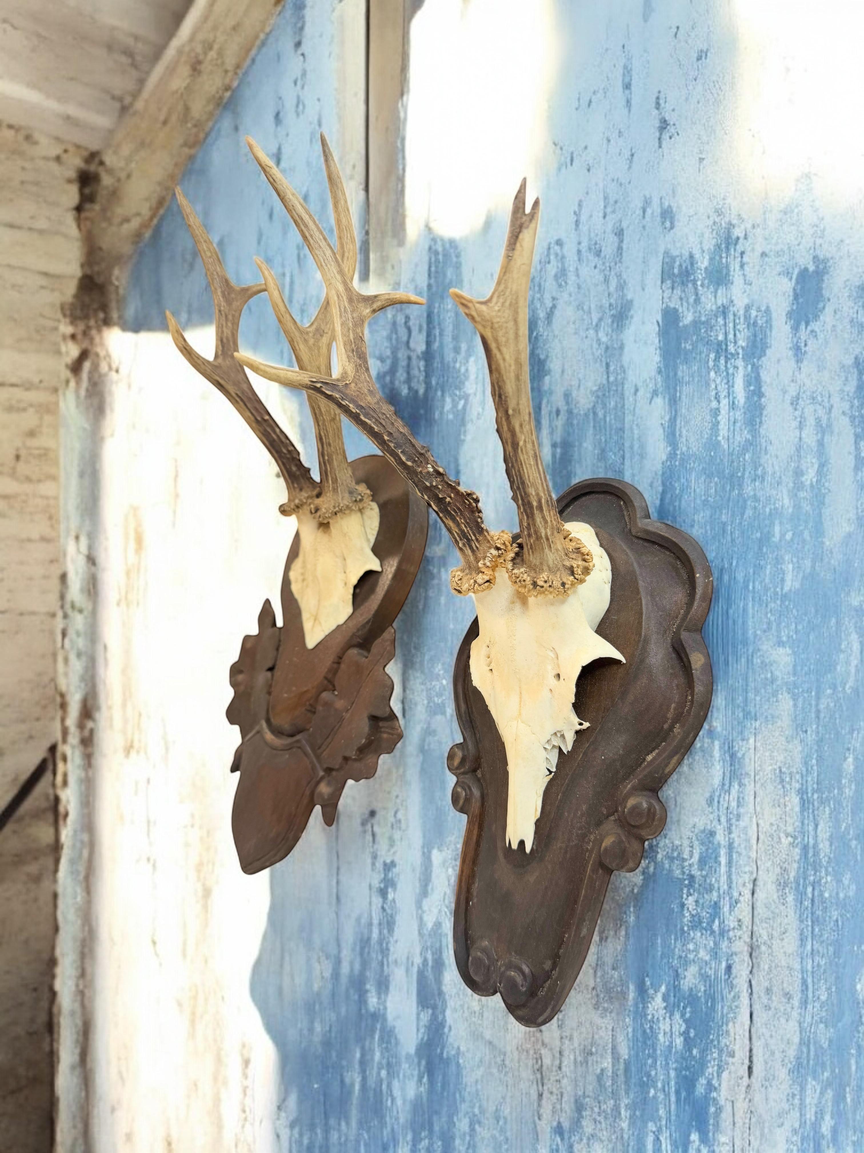 Lot of two Deer Antler Mount Trophy Black Forest Wood Plaque Austria Folk Art en vente 8