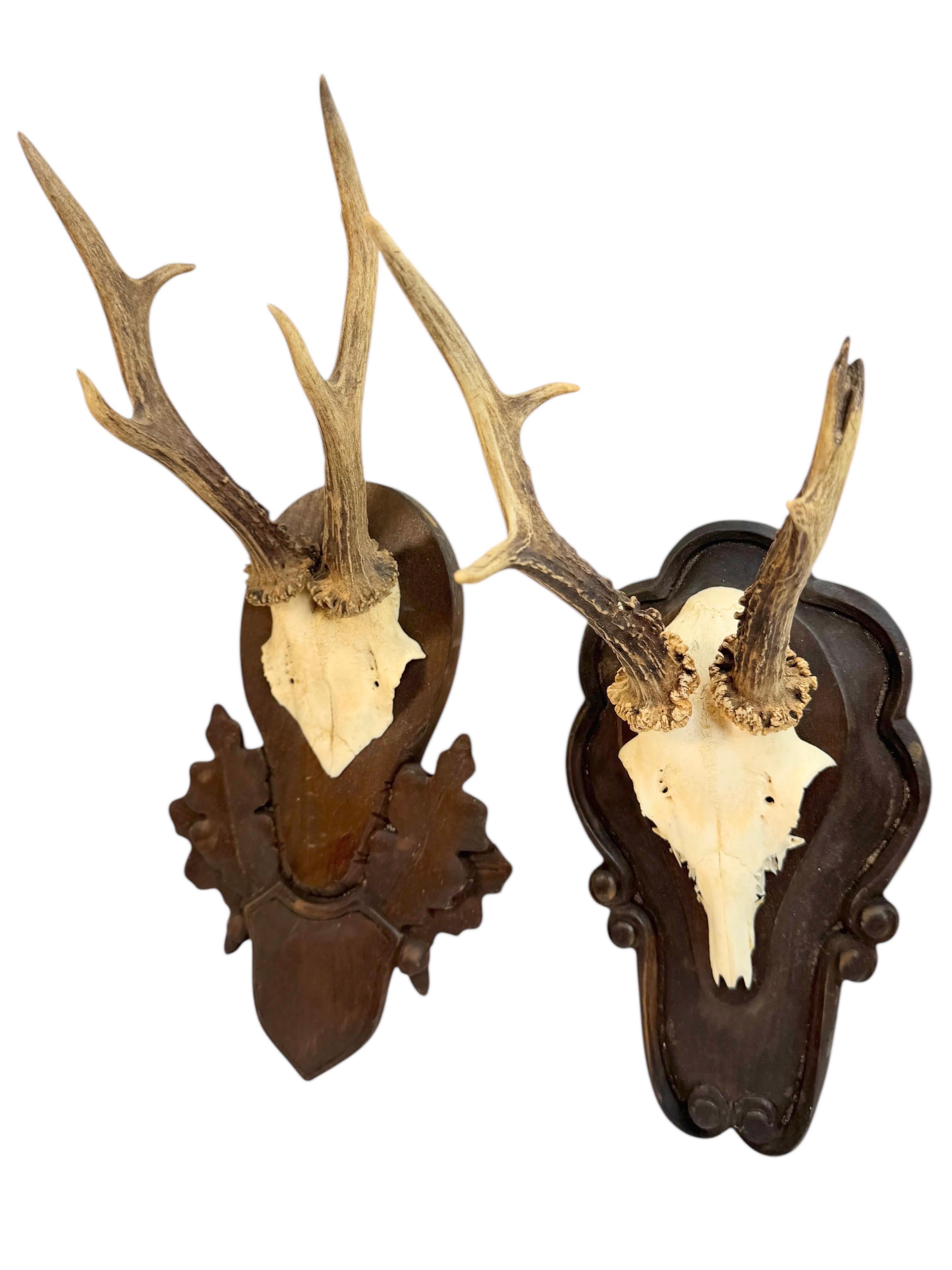 A set of 3 vintage deer antler trophies on hand carved, Black Forest wooden plaques. Most of them are dated on the backside, it tells they are from the 1920s or older. Measurement's given in dimensions section refers to the tallest item. A nice
