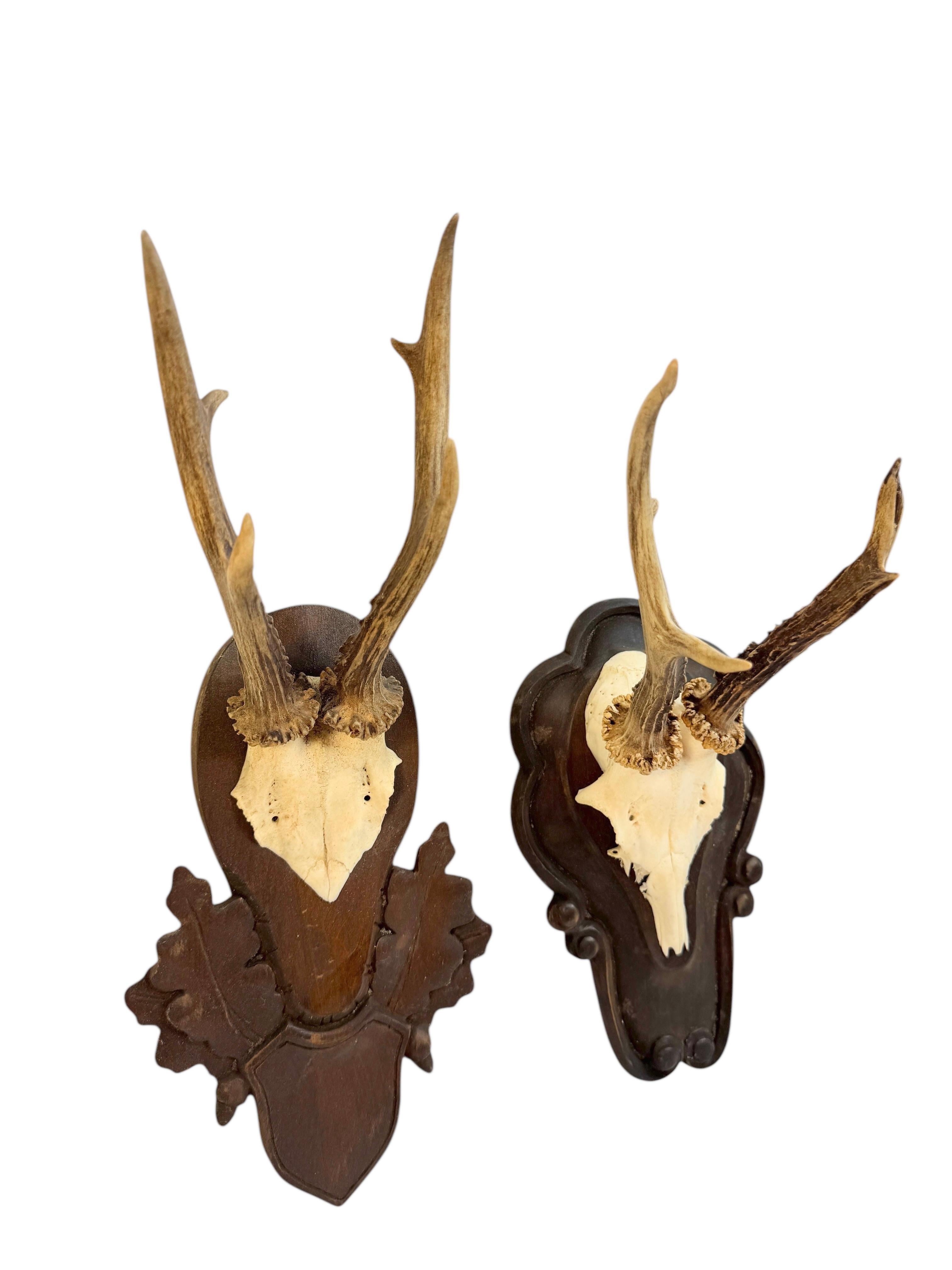 Artisanat Lot of two Deer Antler Mount Trophy Black Forest Wood Plaque Austria Folk Art en vente