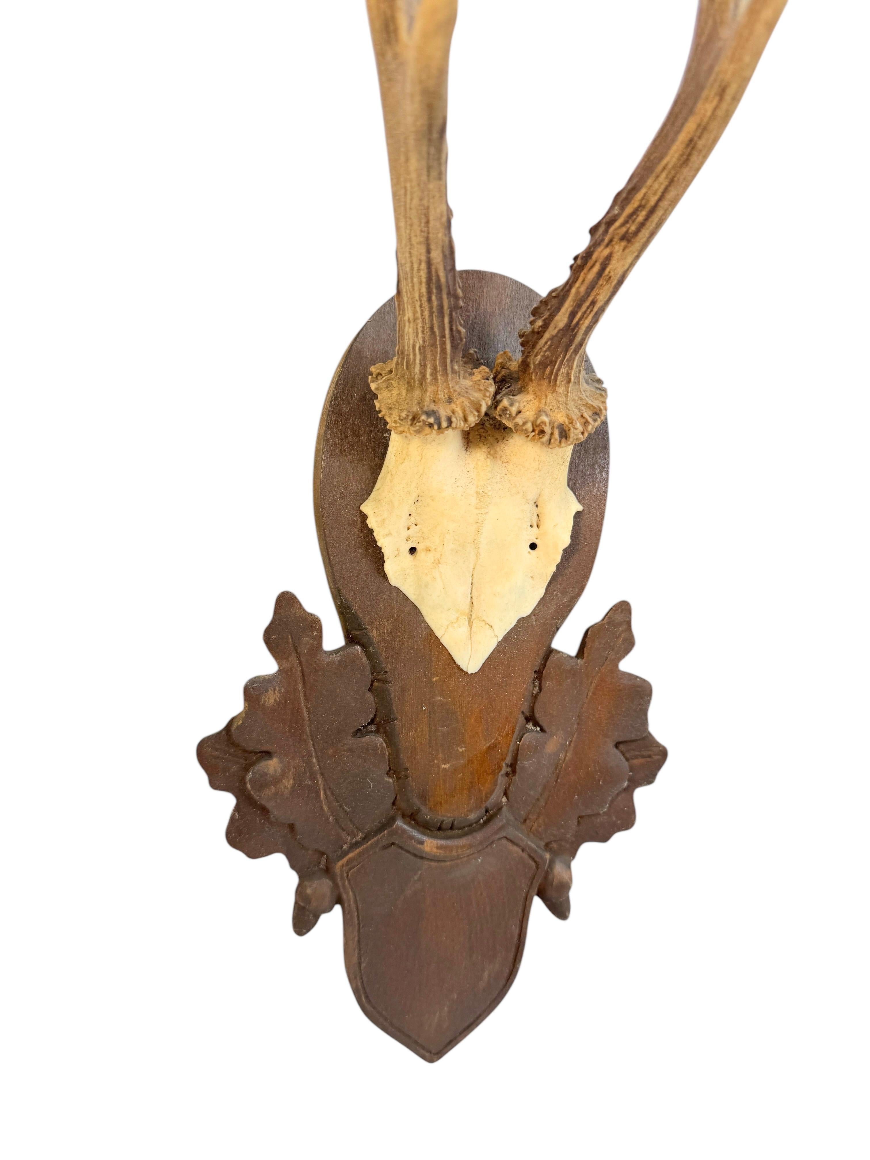 Autrichien Lot of two Deer Antler Mount Trophy Black Forest Wood Plaque Austria Folk Art en vente