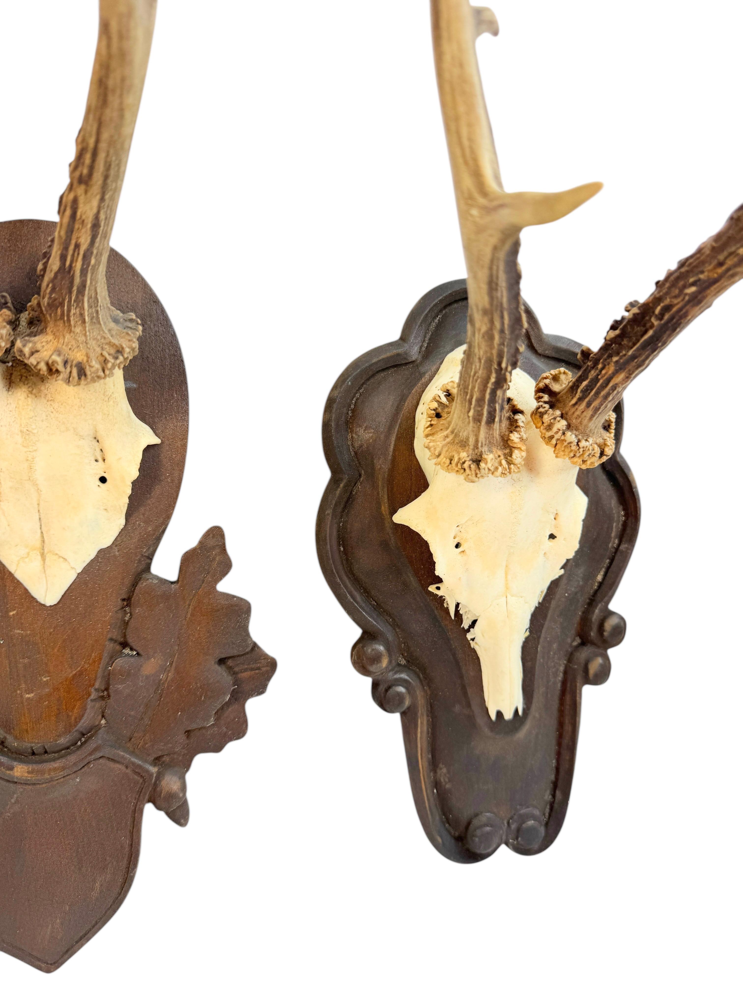 Sculpté à la main Lot of two Deer Antler Mount Trophy Black Forest Wood Plaque Austria Folk Art en vente
