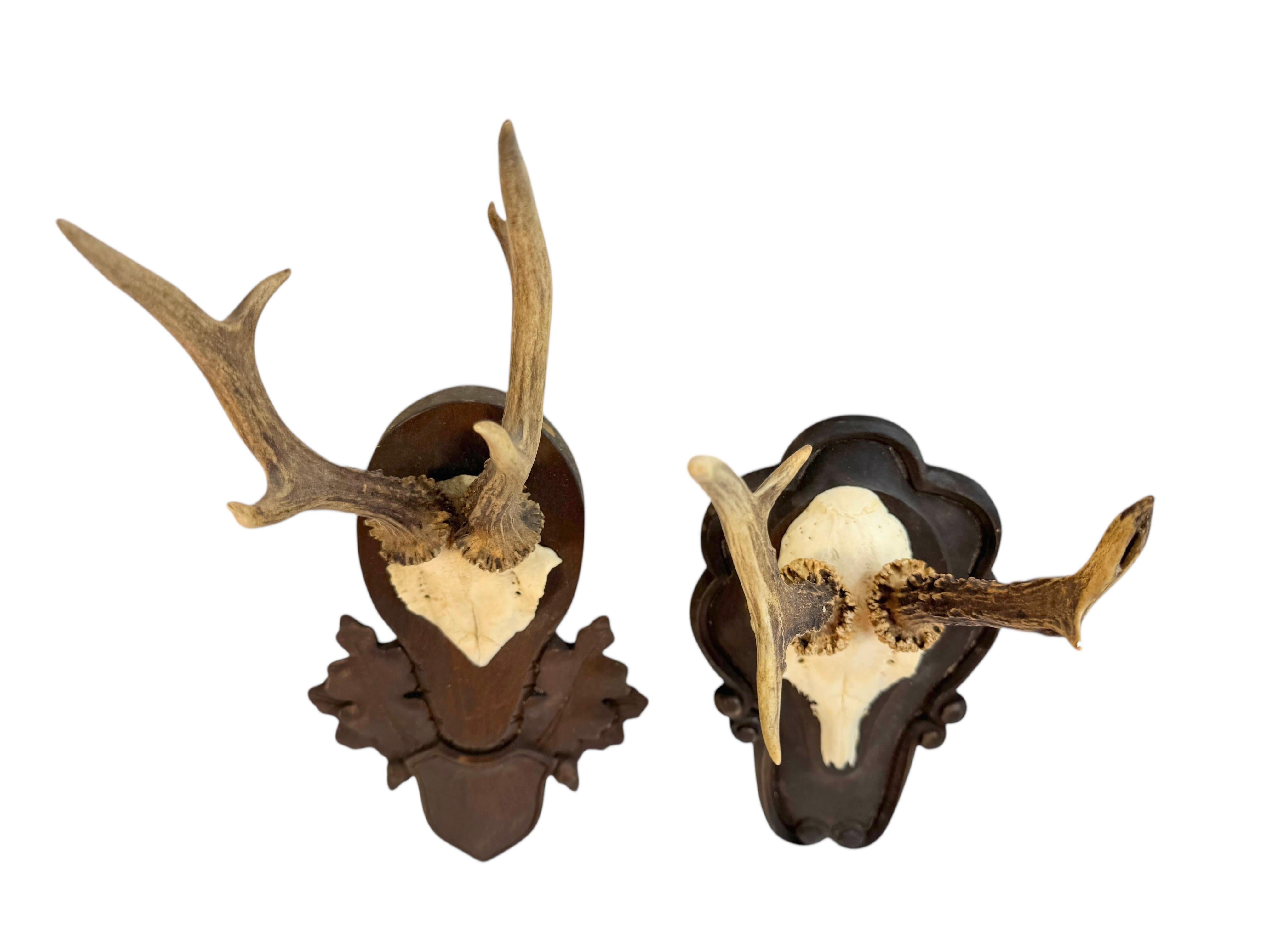 Lot of two Deer Antler Mount Trophy Black Forest Wood Plaque Austria Folk Art Bon état - En vente à Nuernberg, DE