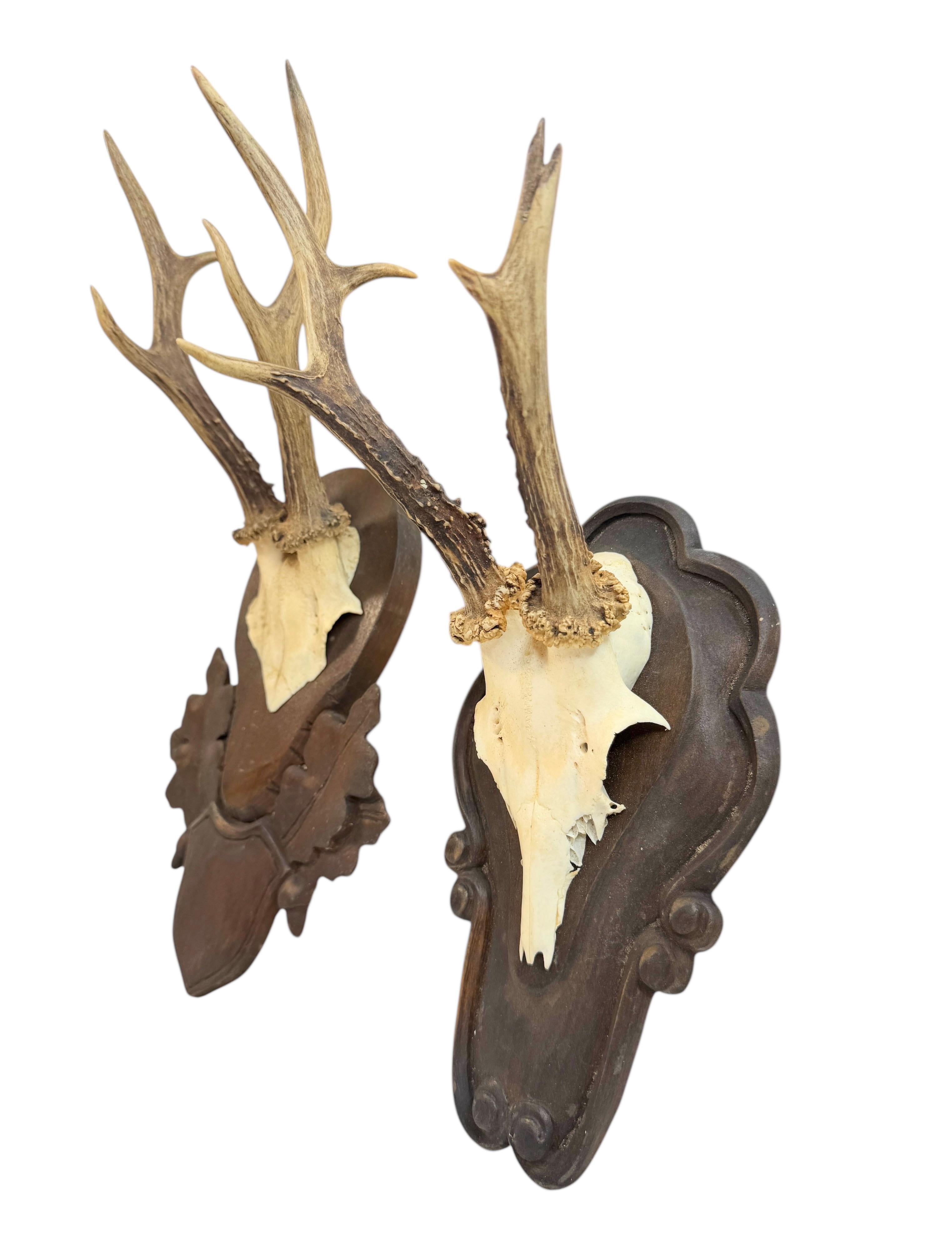 Début du 20ème siècle Lot of two Deer Antler Mount Trophy Black Forest Wood Plaque Austria Folk Art en vente