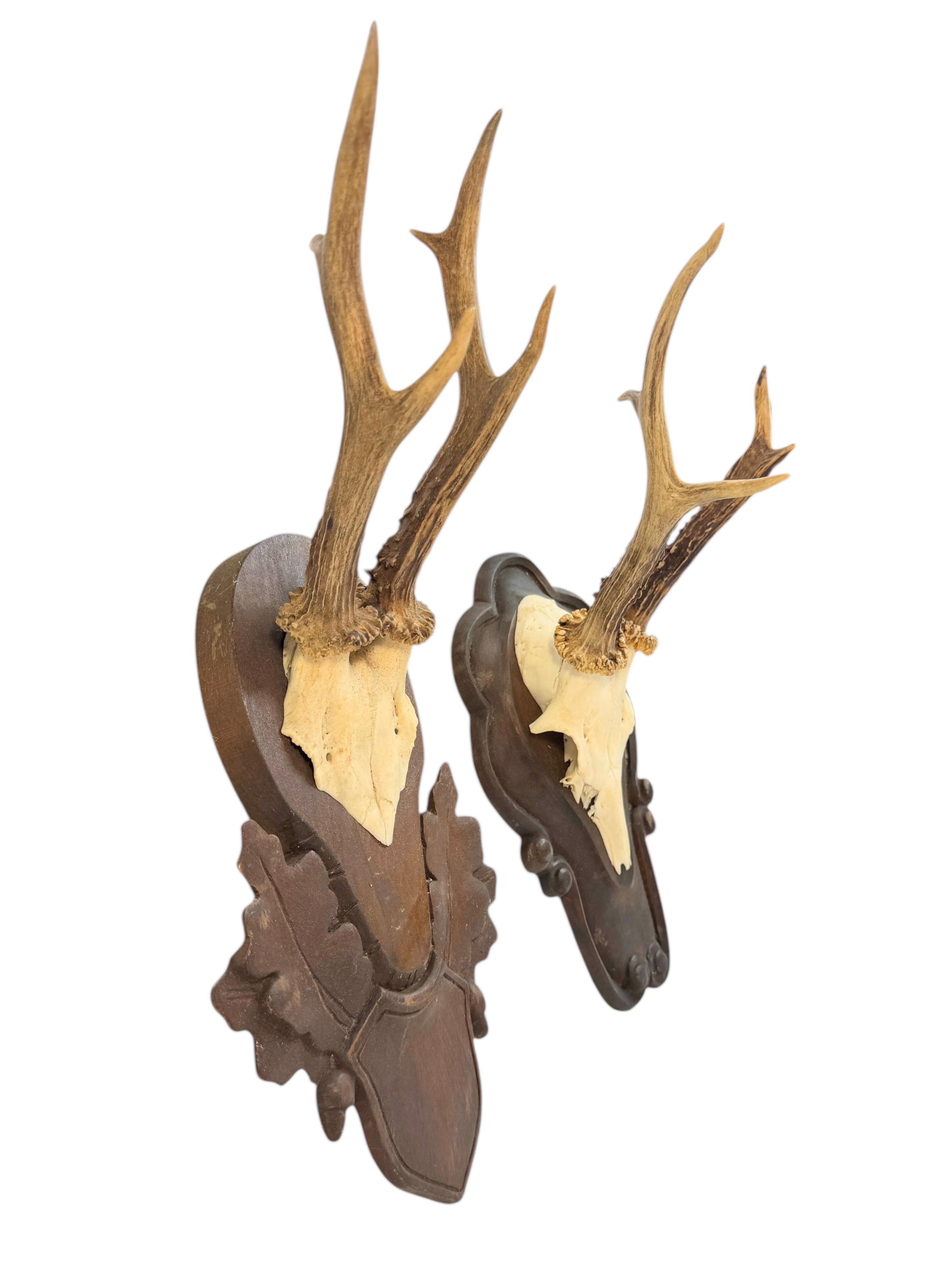 Bois cerf Lot of two Deer Antler Mount Trophy Black Forest Wood Plaque Austria Folk Art en vente