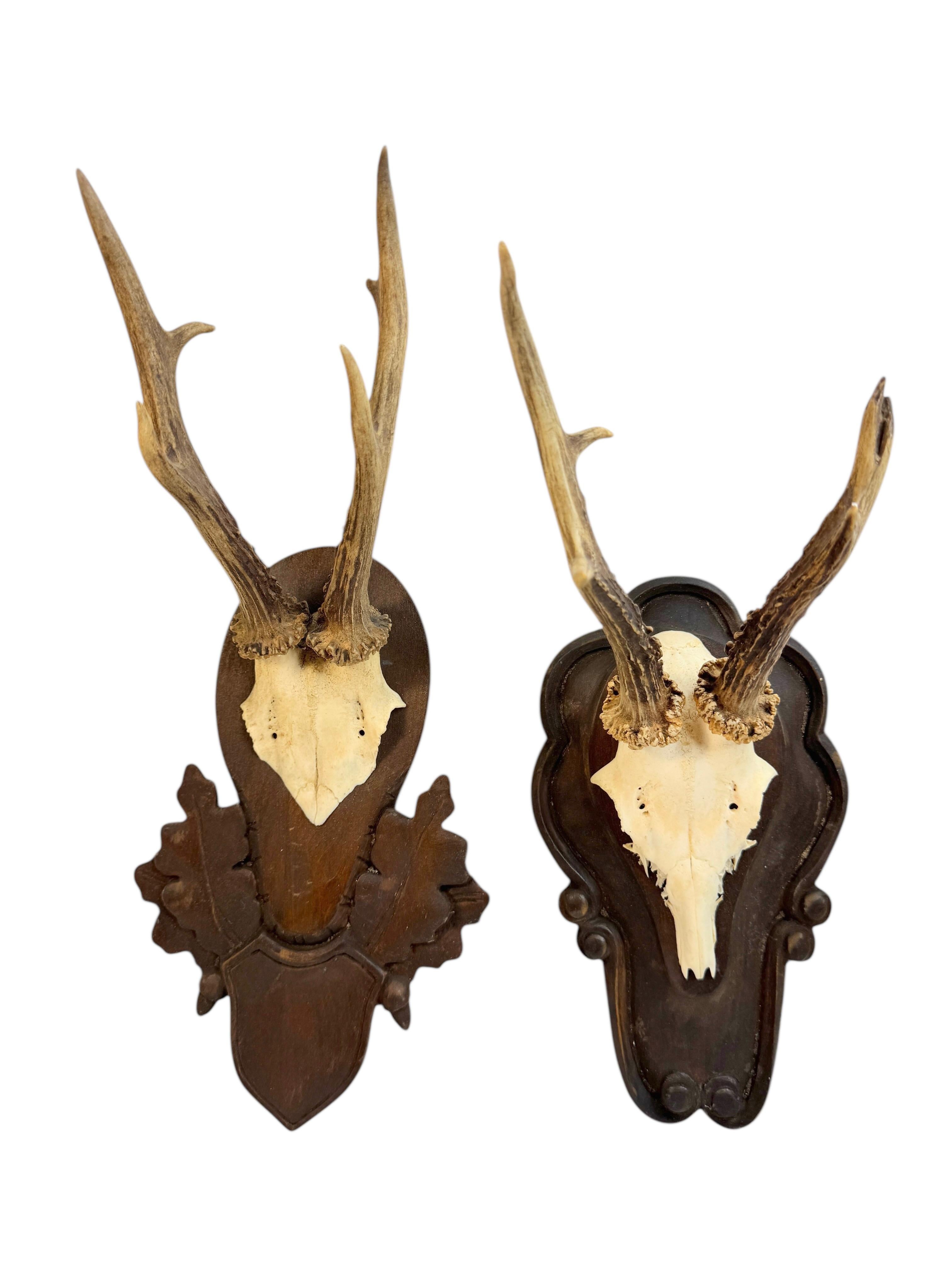Lot of two Deer Antler Mount Trophy Black Forest Wood Plaque Austria Folk Art