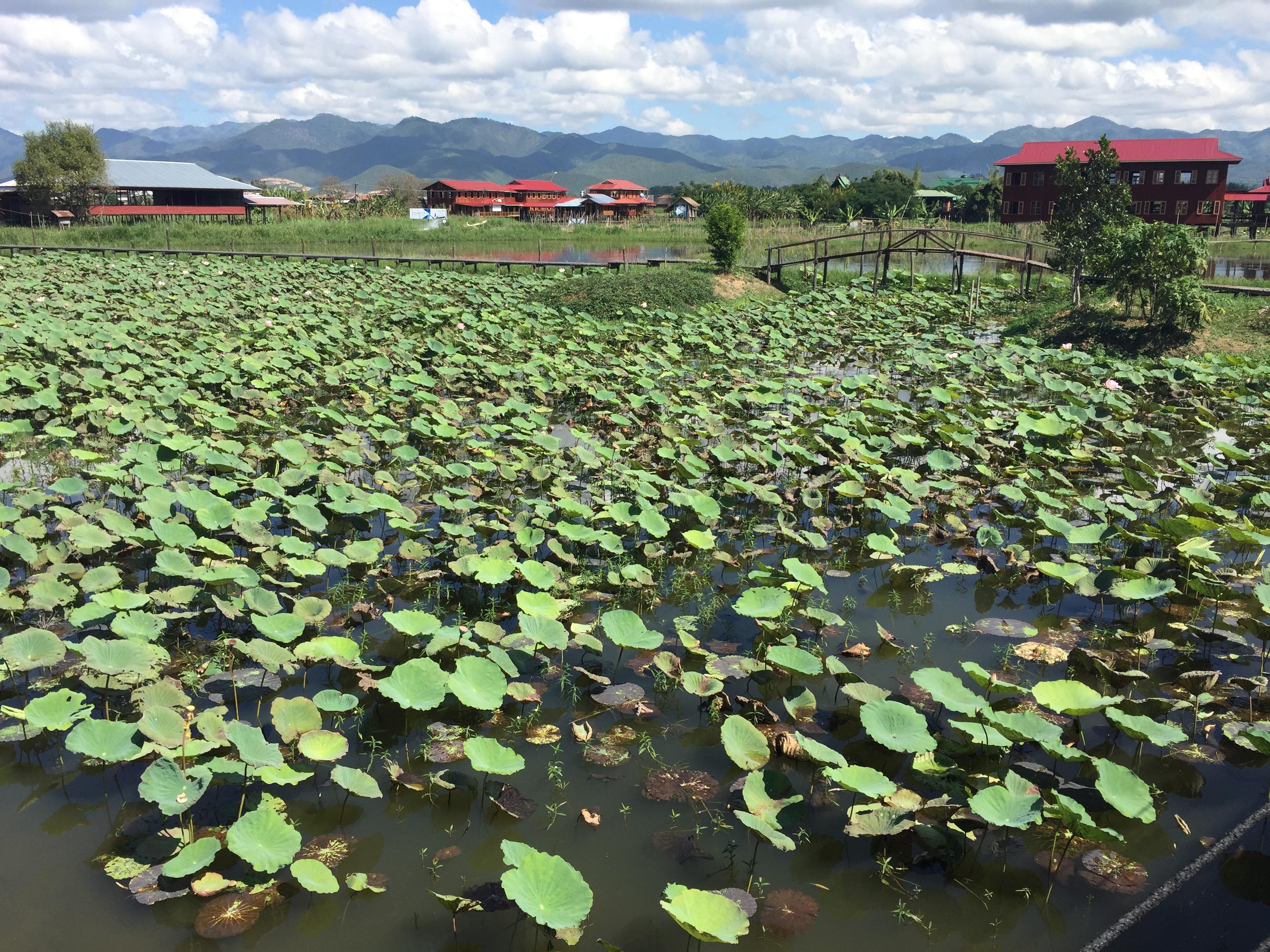 Coussin en soie et fleur de lotus du Myanmar, chartreuse  en vente 6