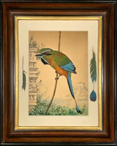 Turquoise-browed Motmot