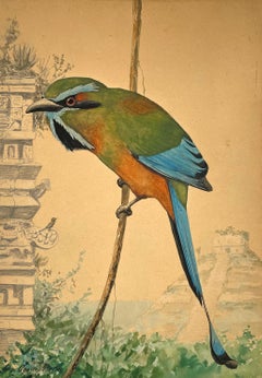 Antique Turquoise-browed Motmot