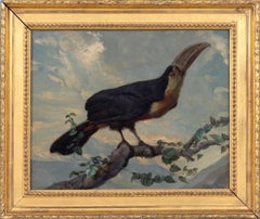 Red-bellied Toucan
