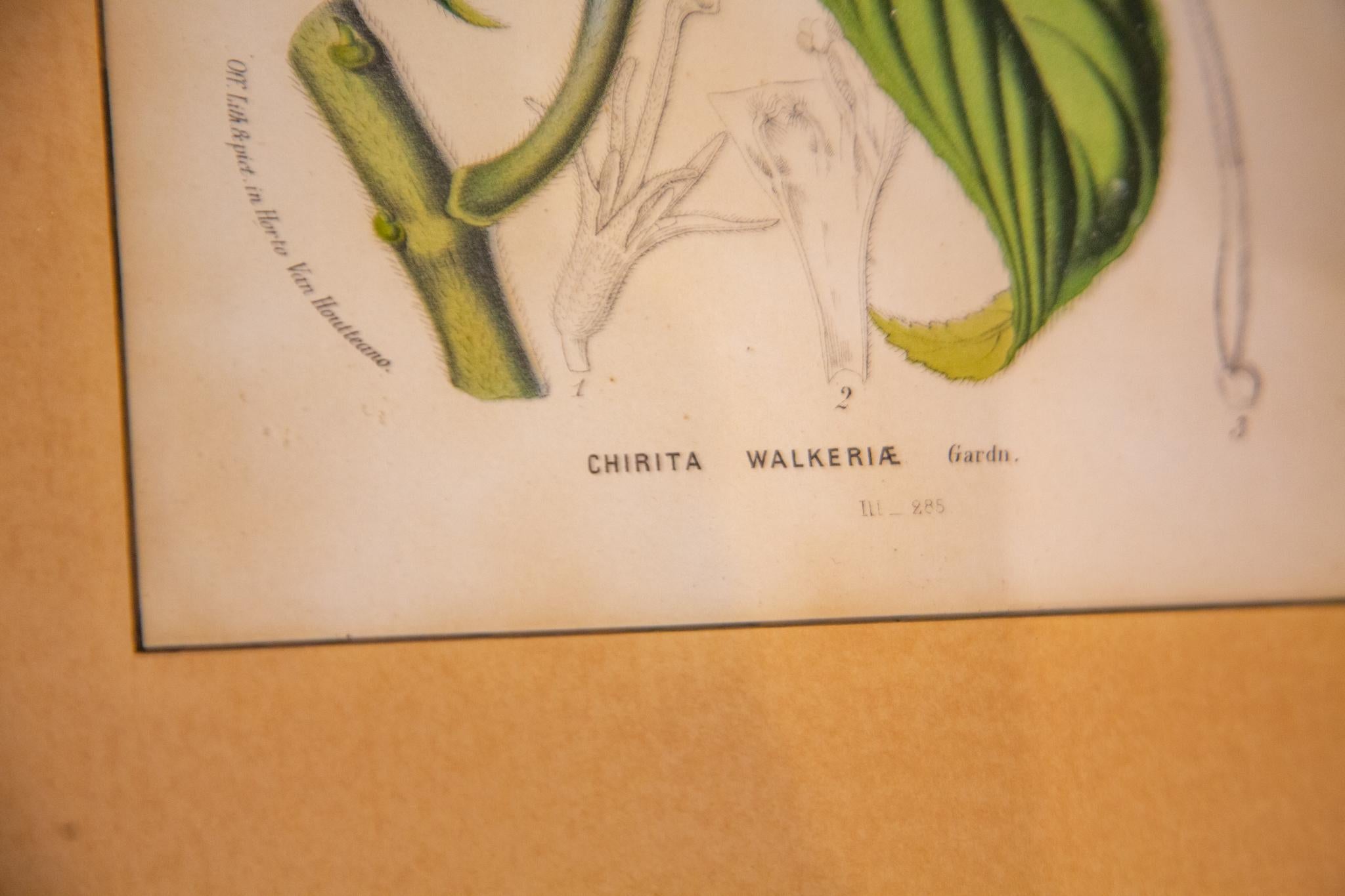 Very nice original color lithographs from approx 1850. From Van
Houtte's important flower magazine 