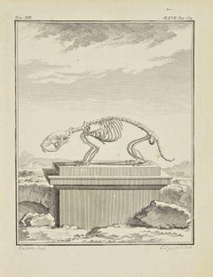 The Skeleton - Etching by Louis Legrand - 1771