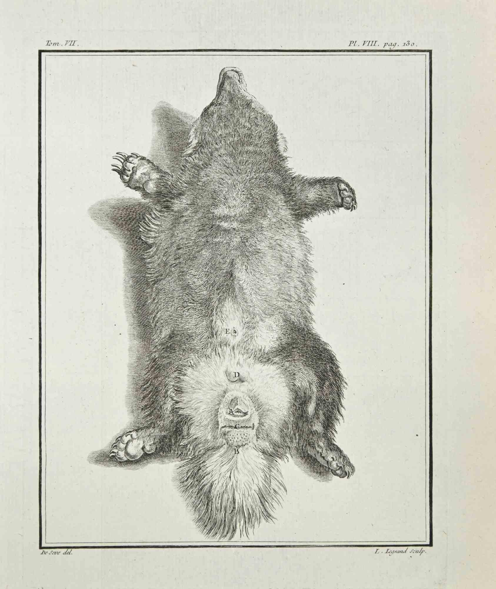 Anatomy of Animals is an etching realized in 1771 by Louis Legrand (1723-1807).

It belongs to the suite "Histoire naturelle, générale et particulière avec la description du Cabinet du Roi".

Artist's signature engraved lower right.

Good