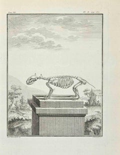 Anatomy of Animals - Etching by Louis Legrand - 1771