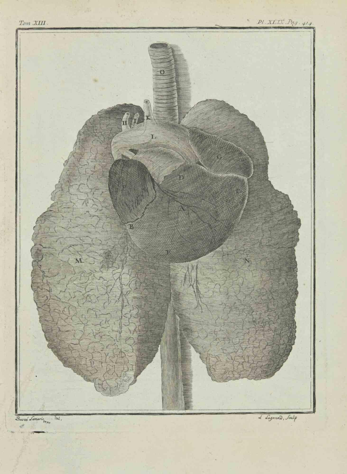 Animals' Respiratory System is an etching realized in 1771 by Louis Legrand.

Signed in plate.

The artwork Belongs to the suite "Histoire naturelle, générale et particulière avec la description du Cabinet du Roi". Paris: Imprimerie Royale,