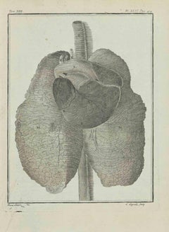 Sistema respiratorio degli animali - Acquaforte di Louis Legrand - 1771