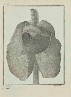 Tier-Respiratory- System – Radierung von Louis Legrand – 1771