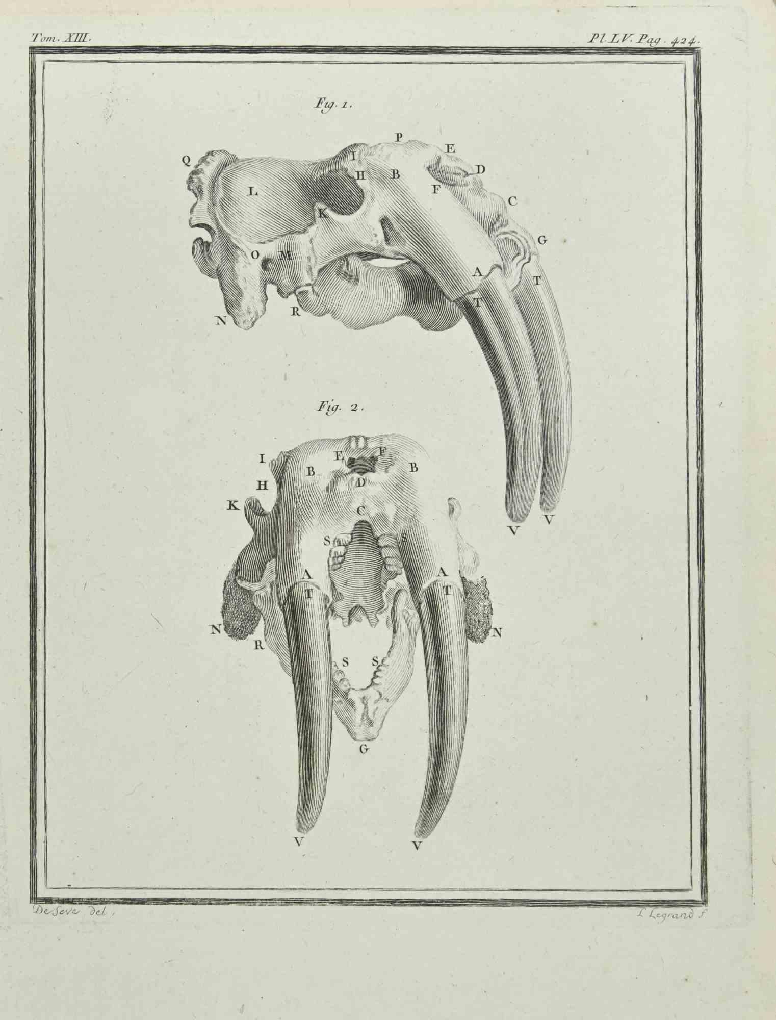 Das Skelett eines Tieres ist eine Radierung aus dem Jahr 1771 von Louis Legrand (1723-1807).

In der Platte signiert.

Das Kunstwerk gehört zu der Suite "Histoire naturelle, générale et particulière avec la description du Cabinet du Roi". Paris: